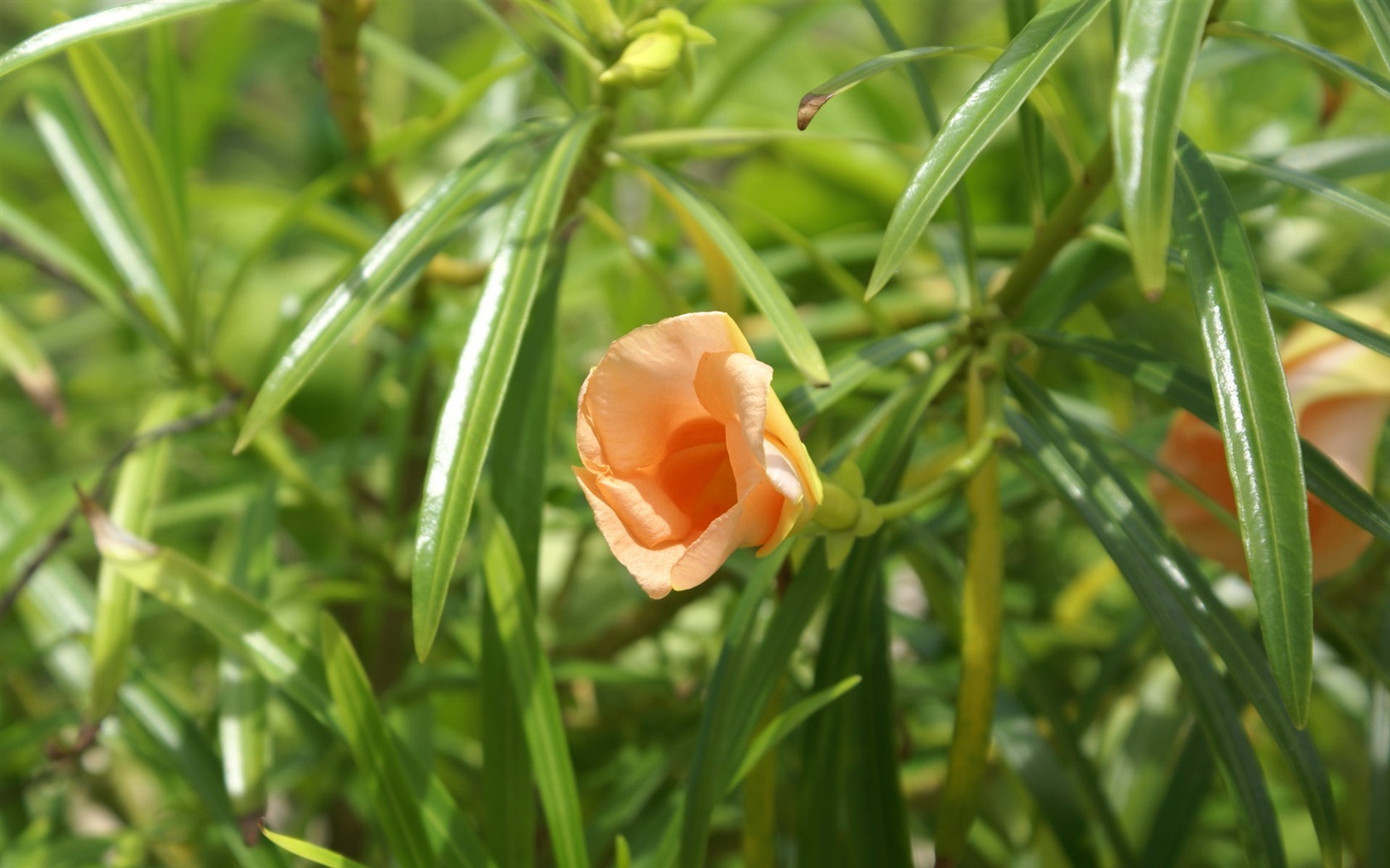 Widescreen wallpaper flowers close-up (26) #19 - 1680x1050