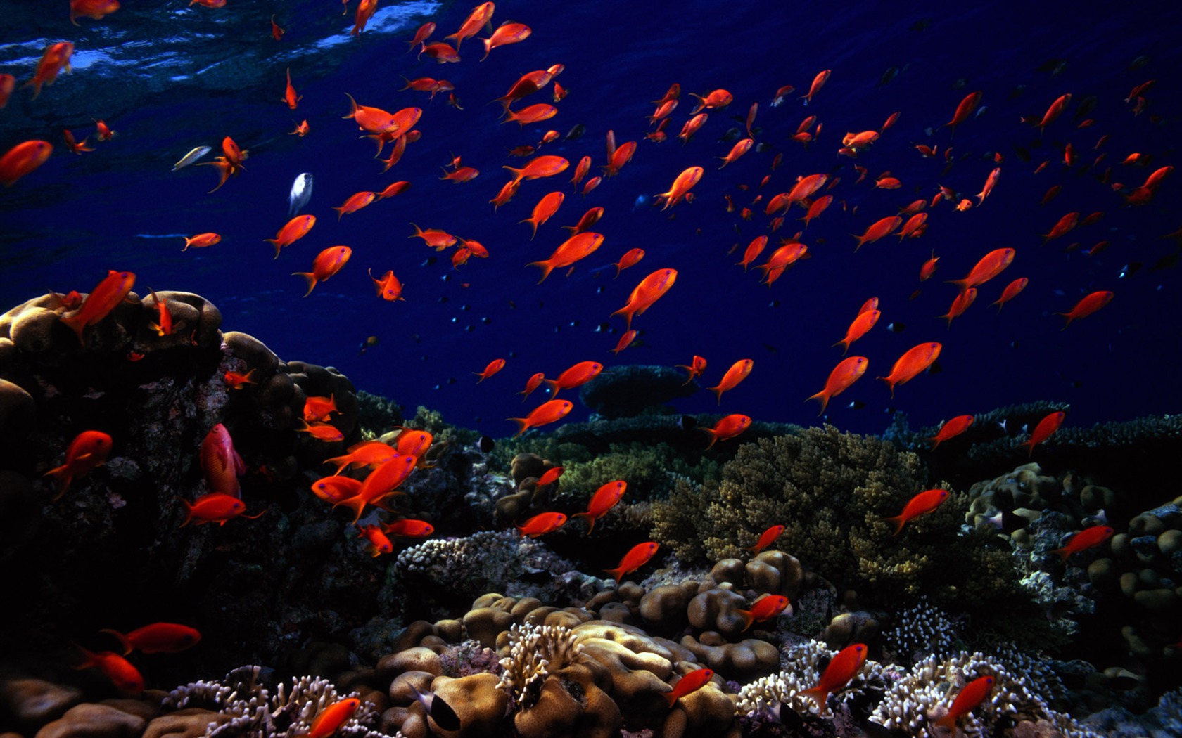 Zábava Underwater World (5) #11 - 1680x1050