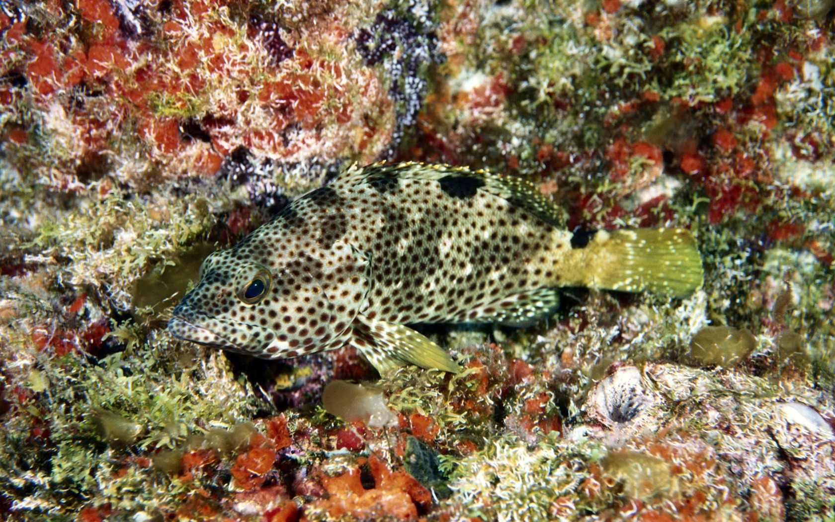 Zábava Underwater World (5) #12 - 1680x1050