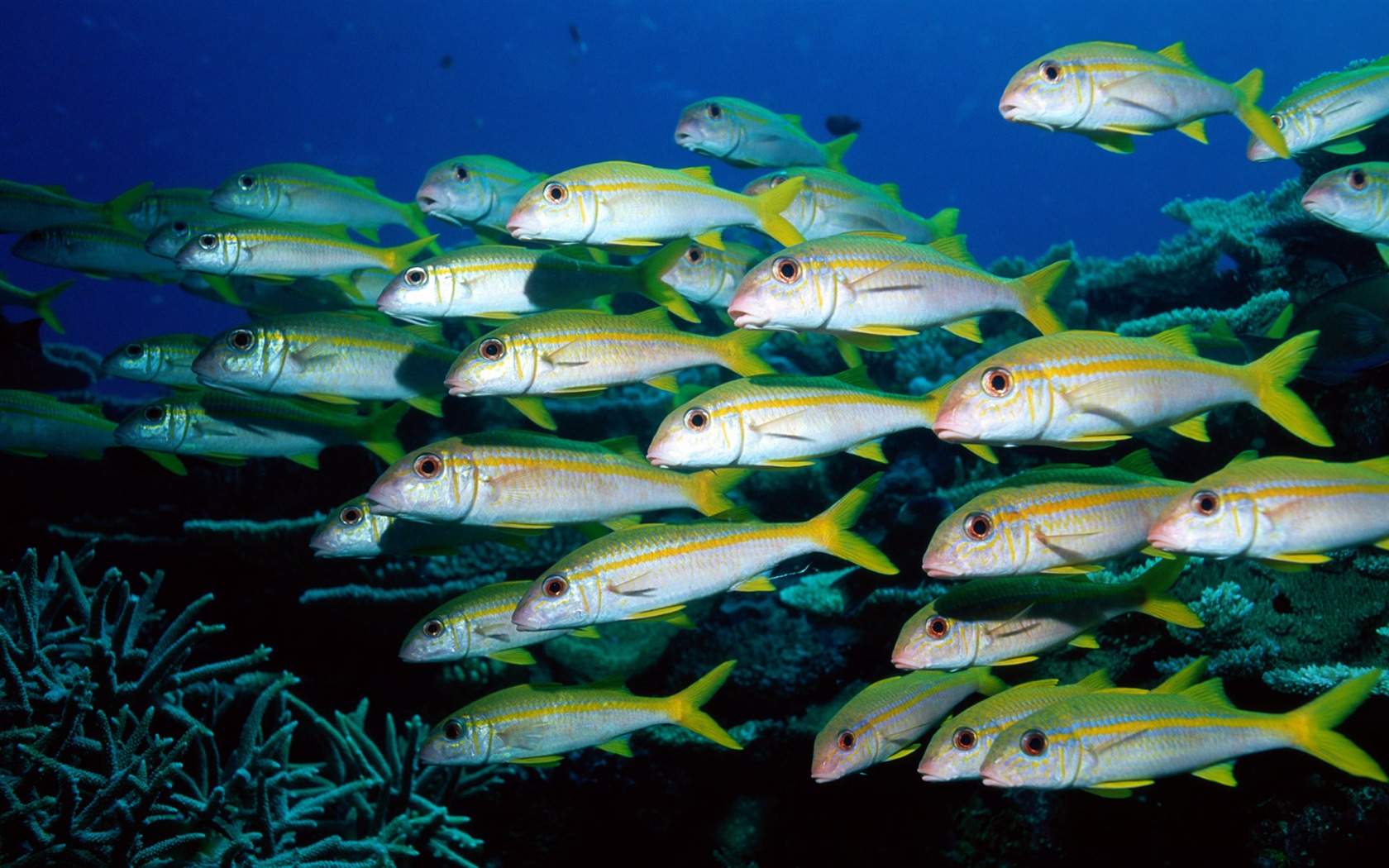 Fun Underwater World (6) #1 - 1680x1050