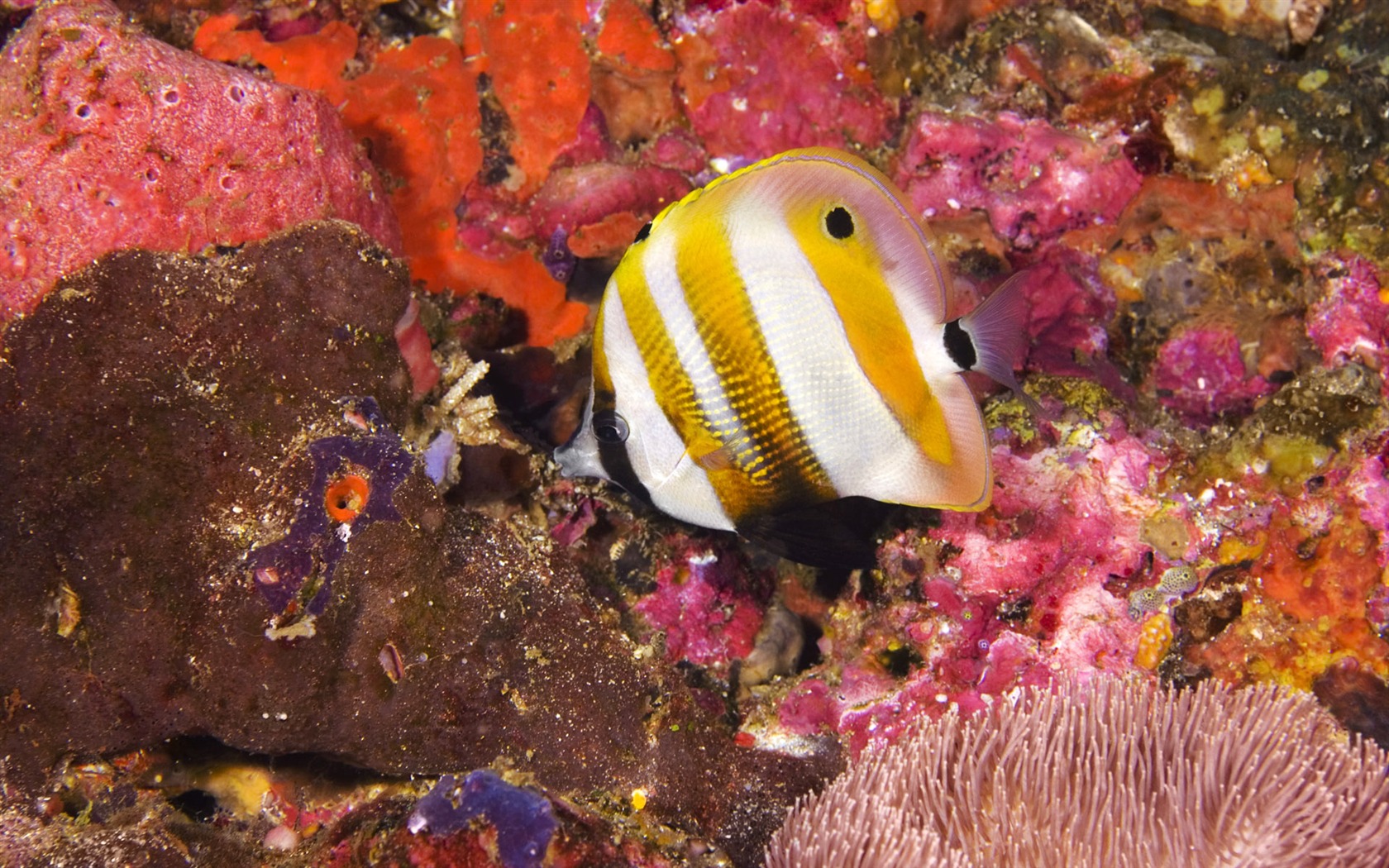 Zábava Underwater World (6) #14 - 1680x1050