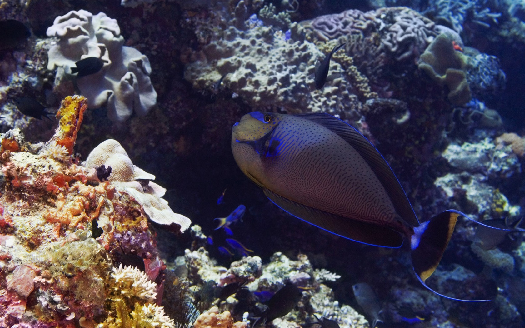 Zábava Underwater World (6) #16 - 1680x1050