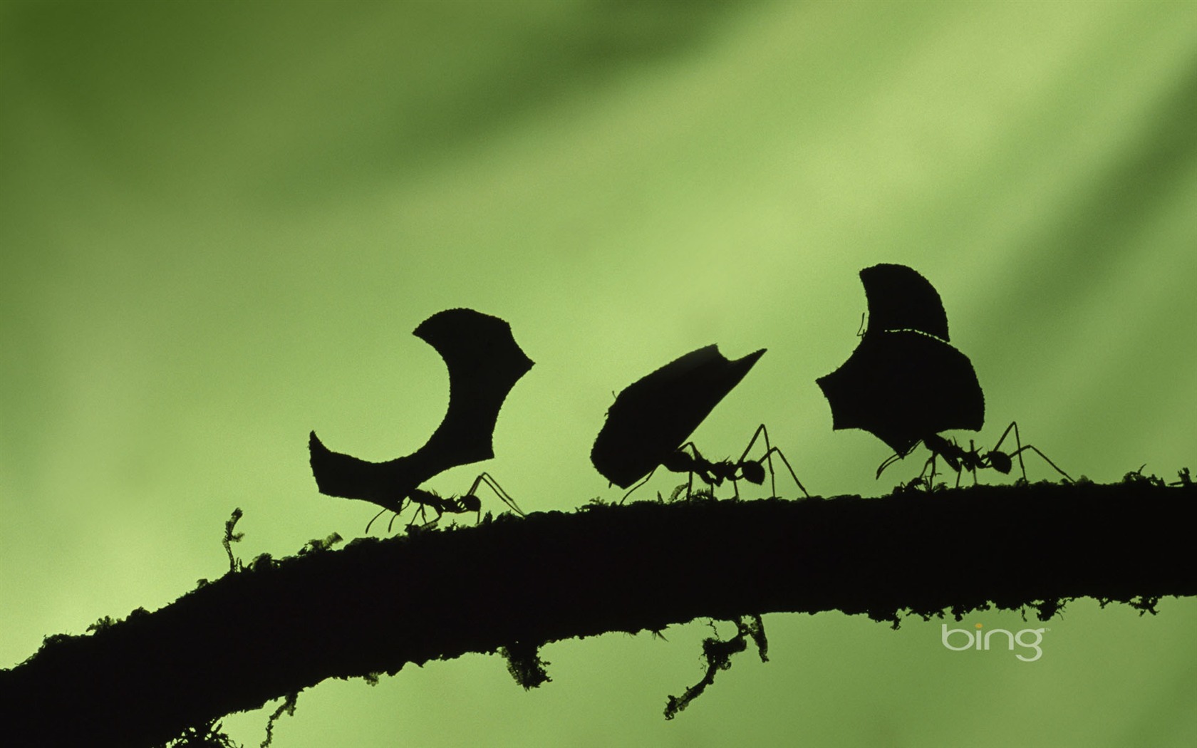 bing theme wallpaper (2) #19 - 1680x1050