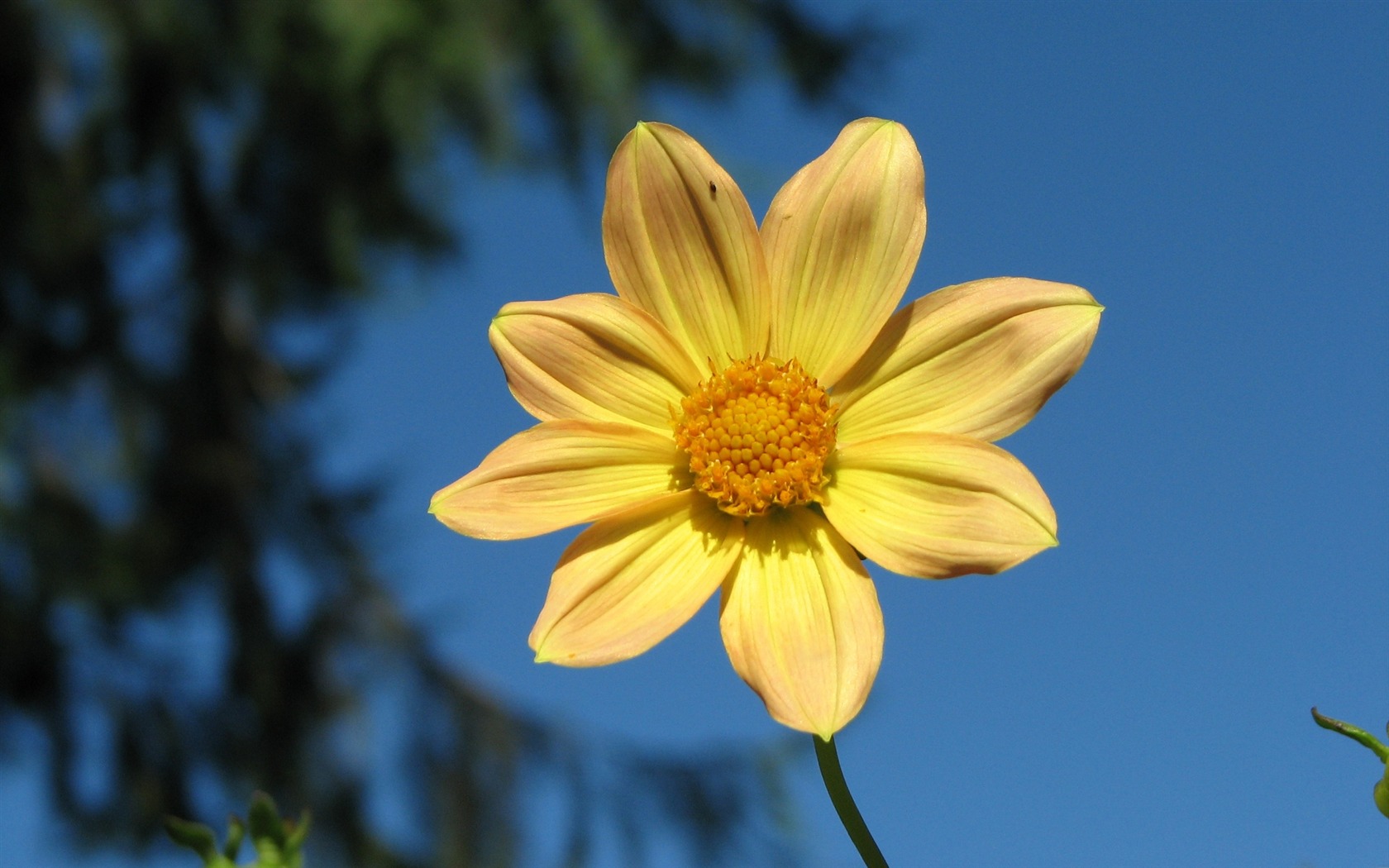 Dahlia 大丽花 高清壁纸(一)4 - 1680x1050