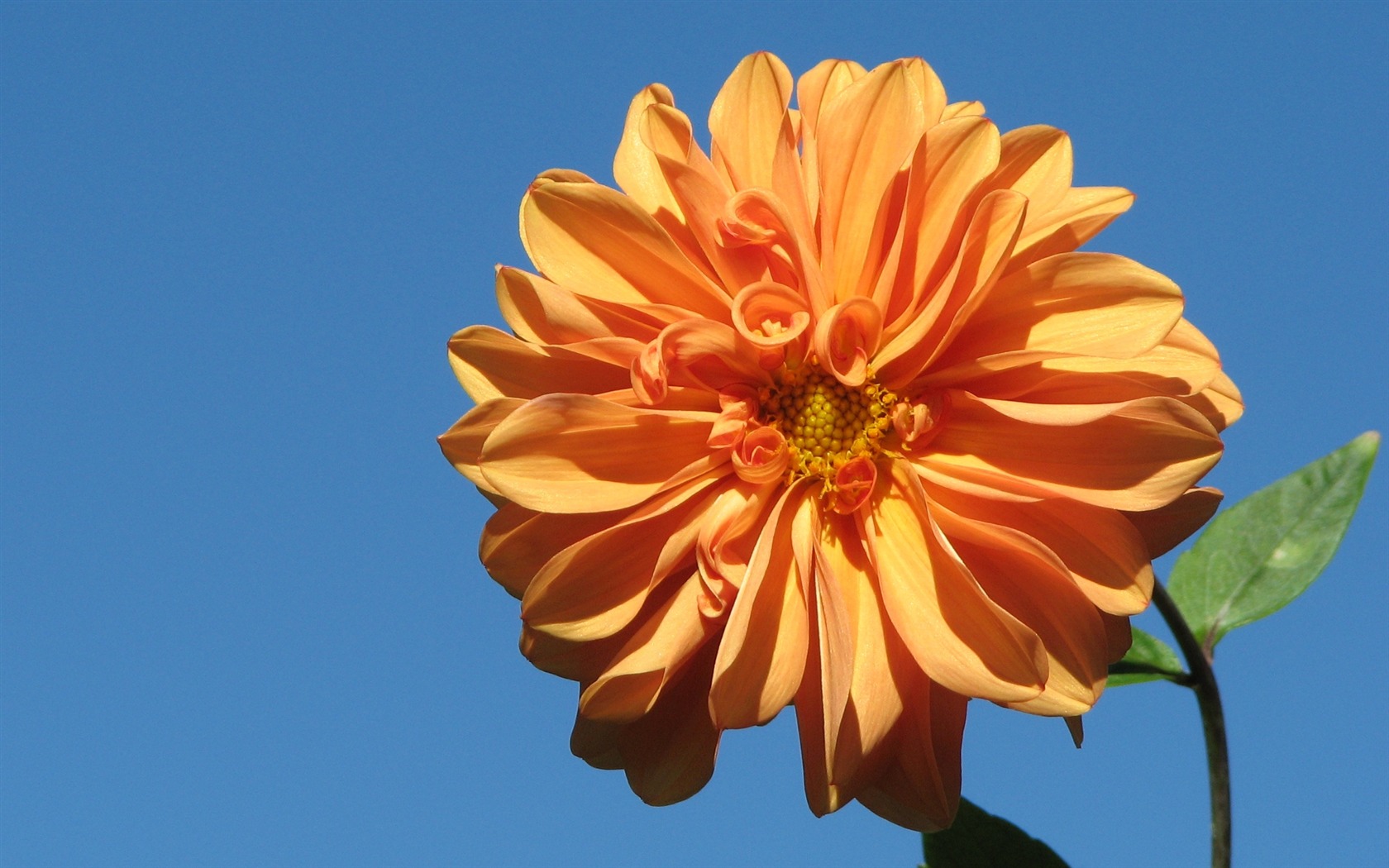 Dahlia květiny HD tapetu (1) #13 - 1680x1050