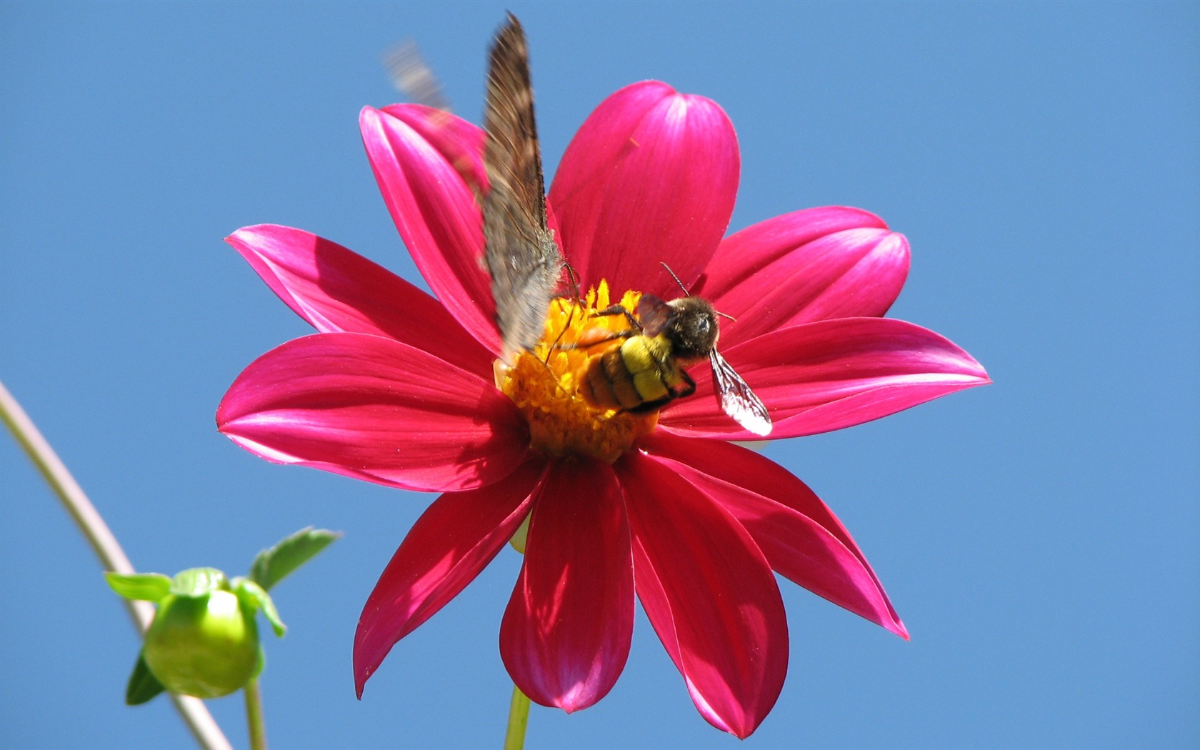 Dahlia květiny HD tapetu (2) #1 - 1680x1050