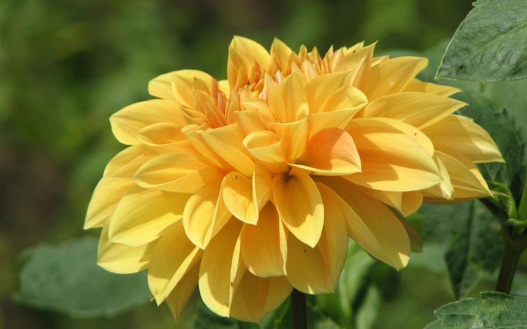 Dahlia květiny HD tapetu (2) #4 - 1680x1050