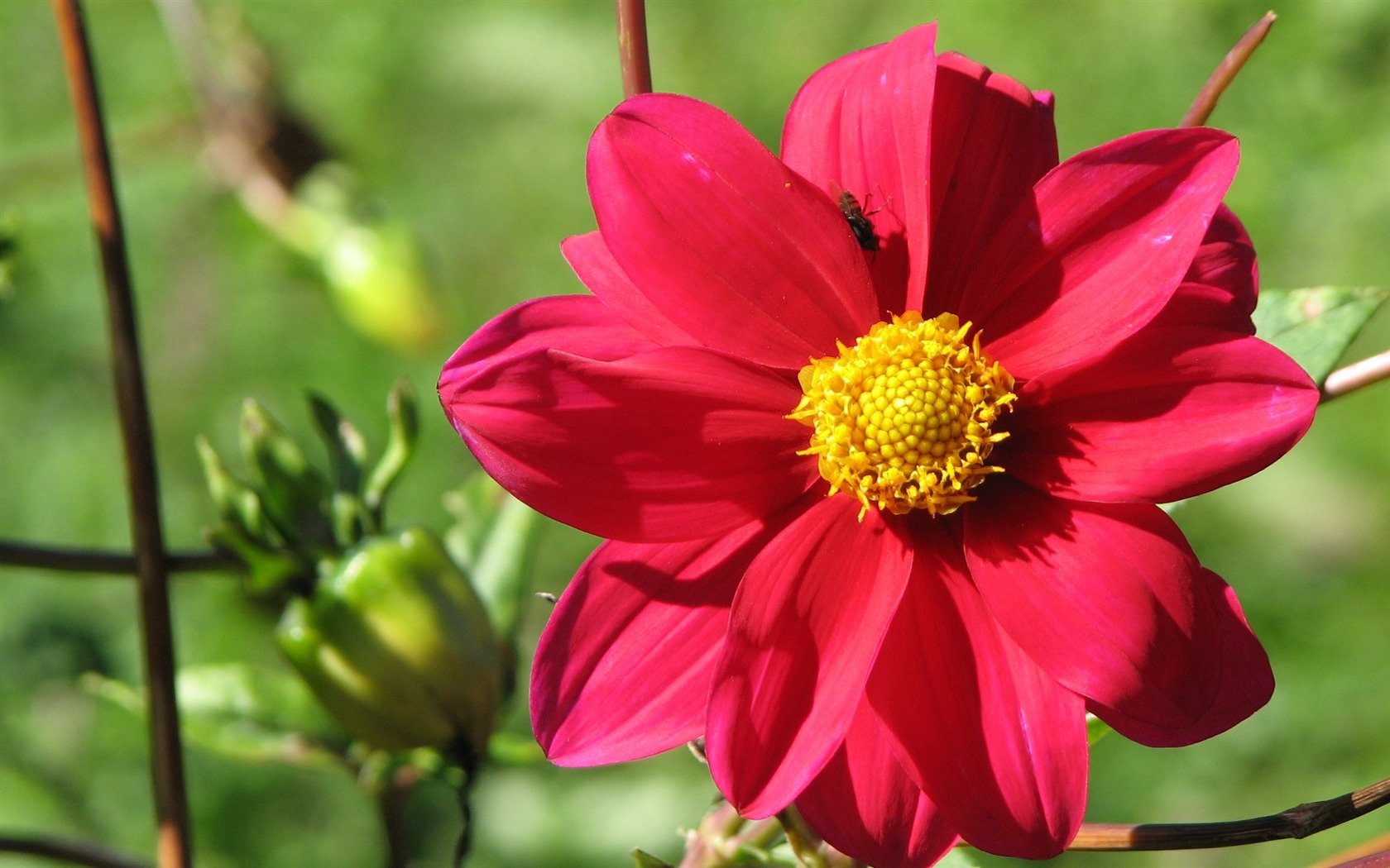 Dahlia fleurs wallpaper HD (2) #8 - 1680x1050