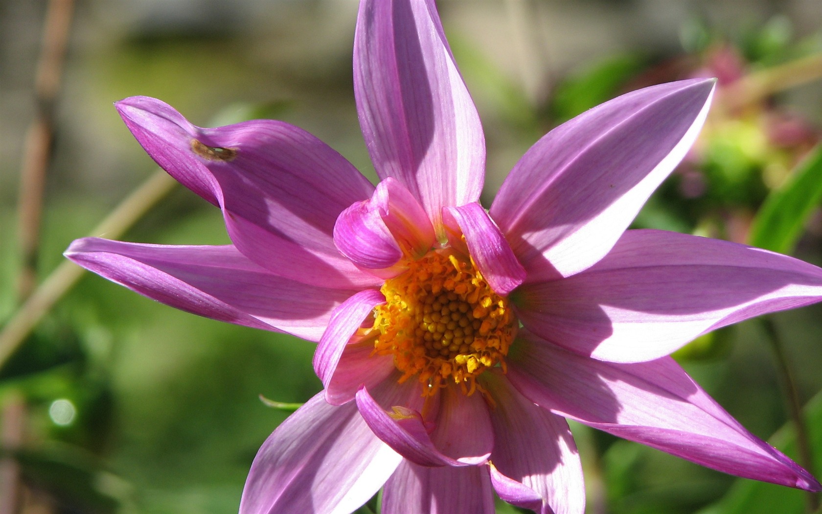 Dahlia květiny HD tapetu (2) #12 - 1680x1050