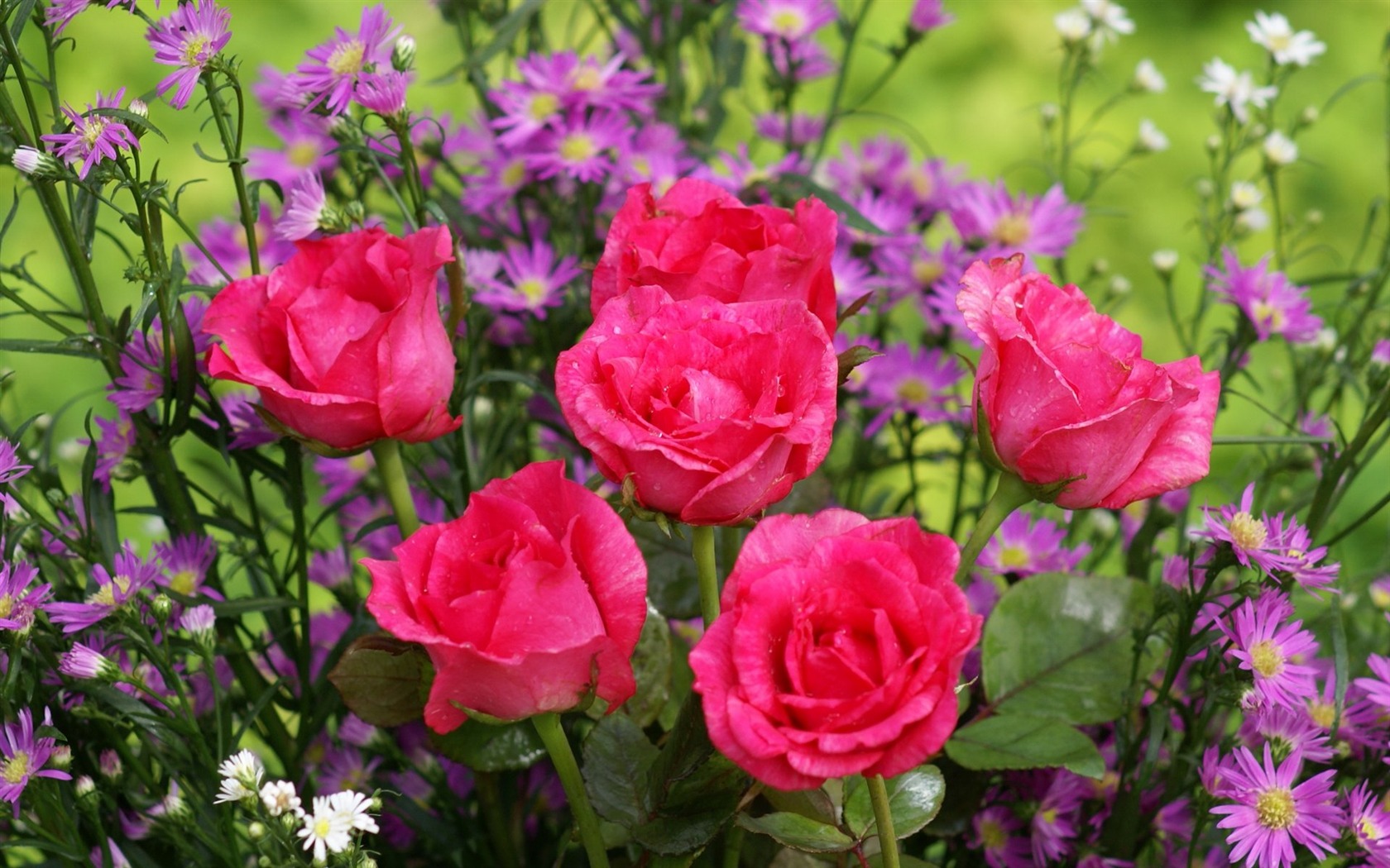 Rose Foto tapety (6) #1 - 1680x1050