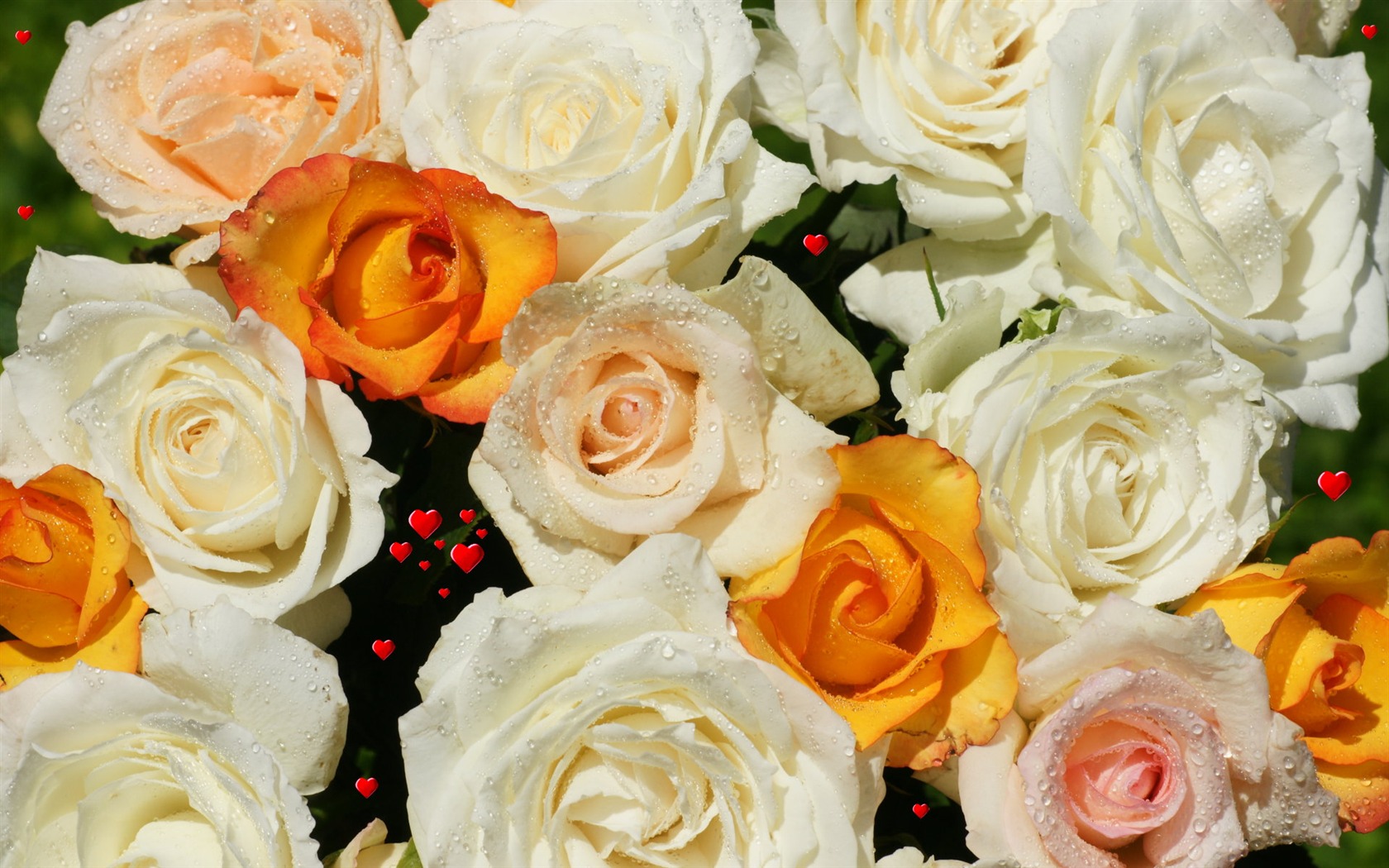 Rose Foto tapety (6) #2 - 1680x1050