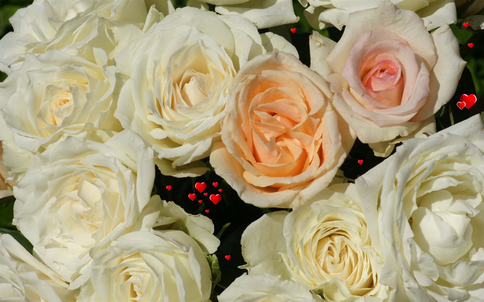 Rose Foto tapety (6) #5 - 1680x1050