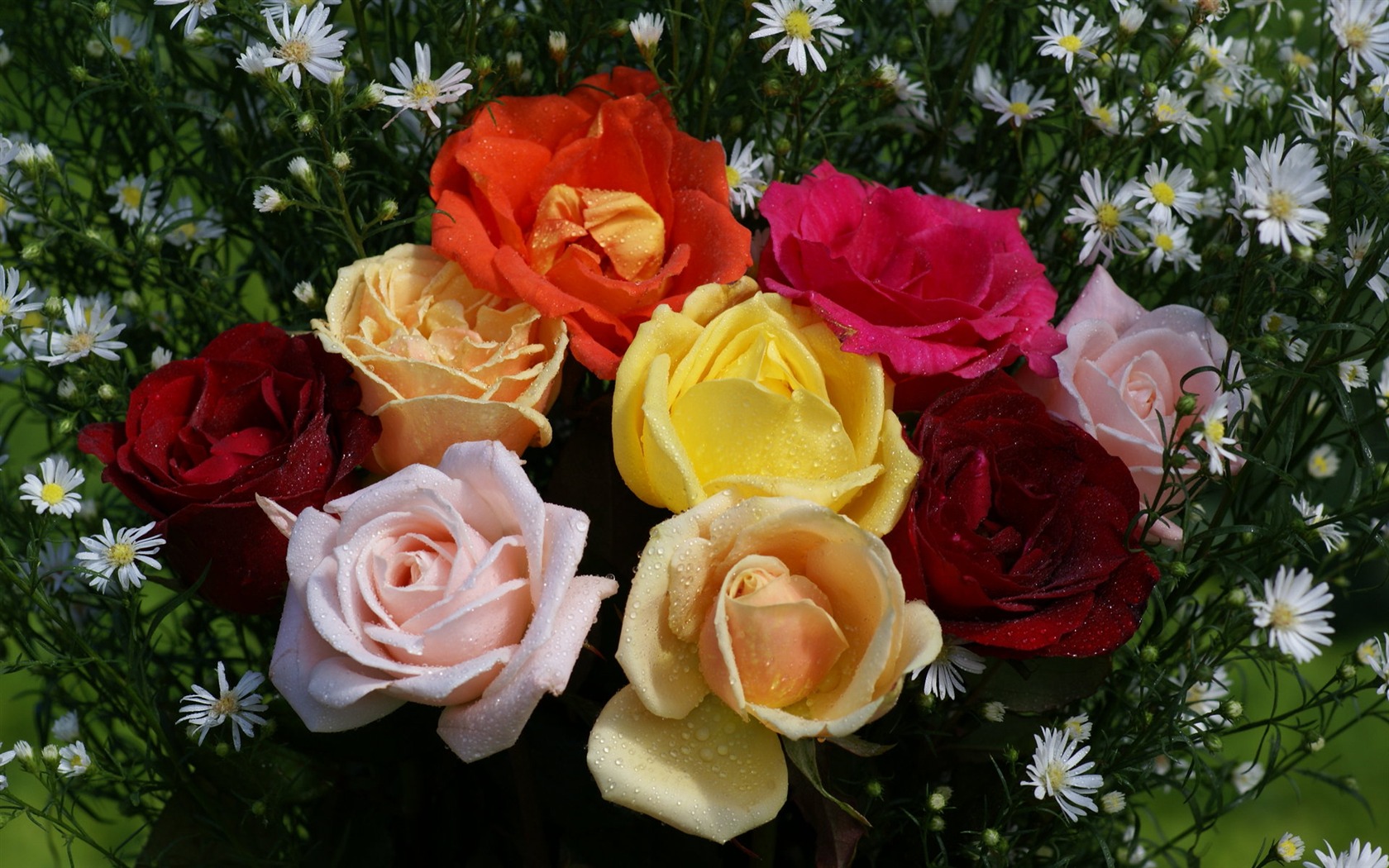 Rose Foto tapety (6) #6 - 1680x1050