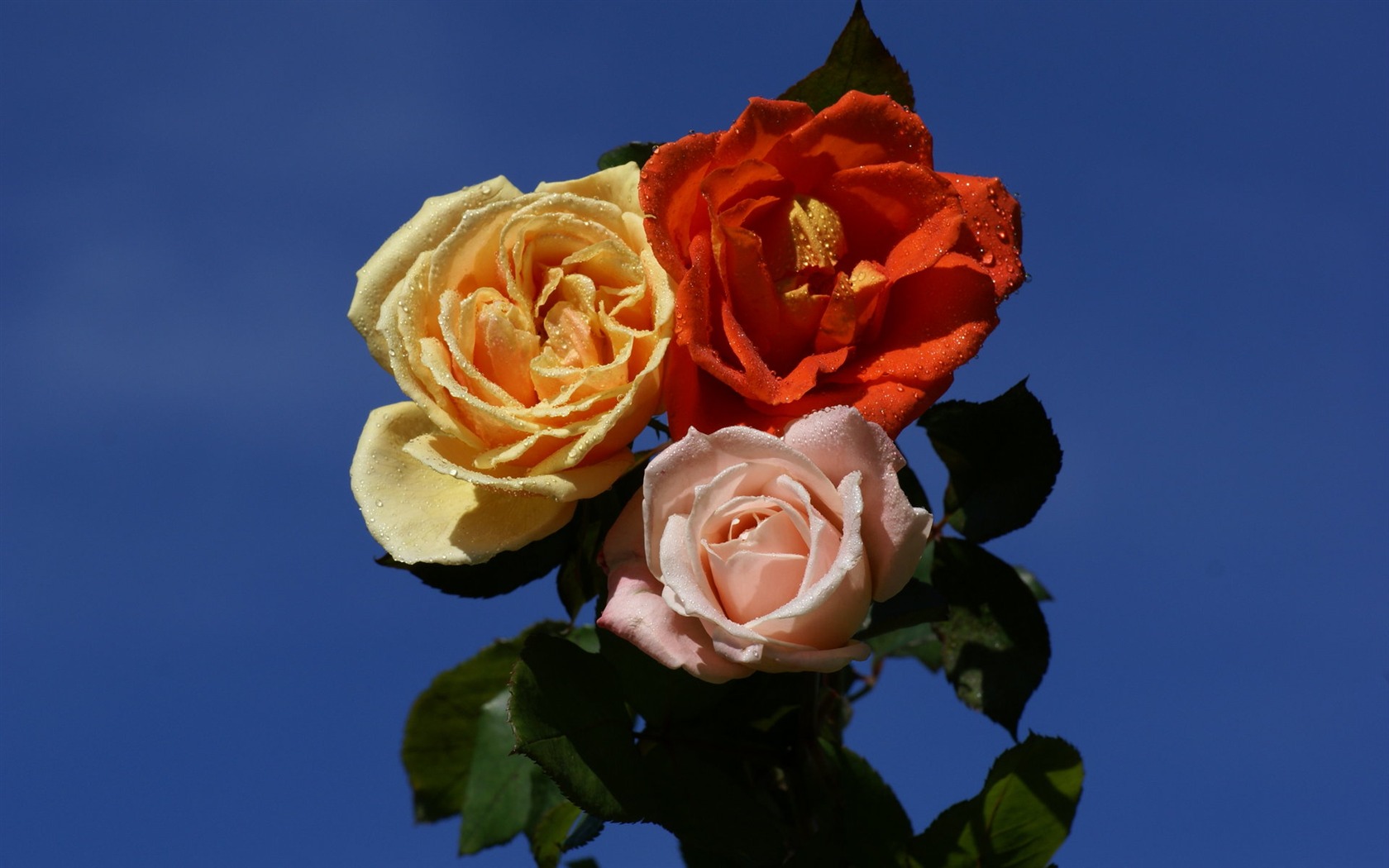 Rose Foto tapety (6) #7 - 1680x1050