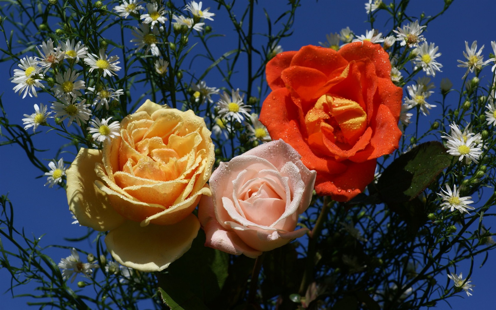 Rose Foto tapety (6) #8 - 1680x1050