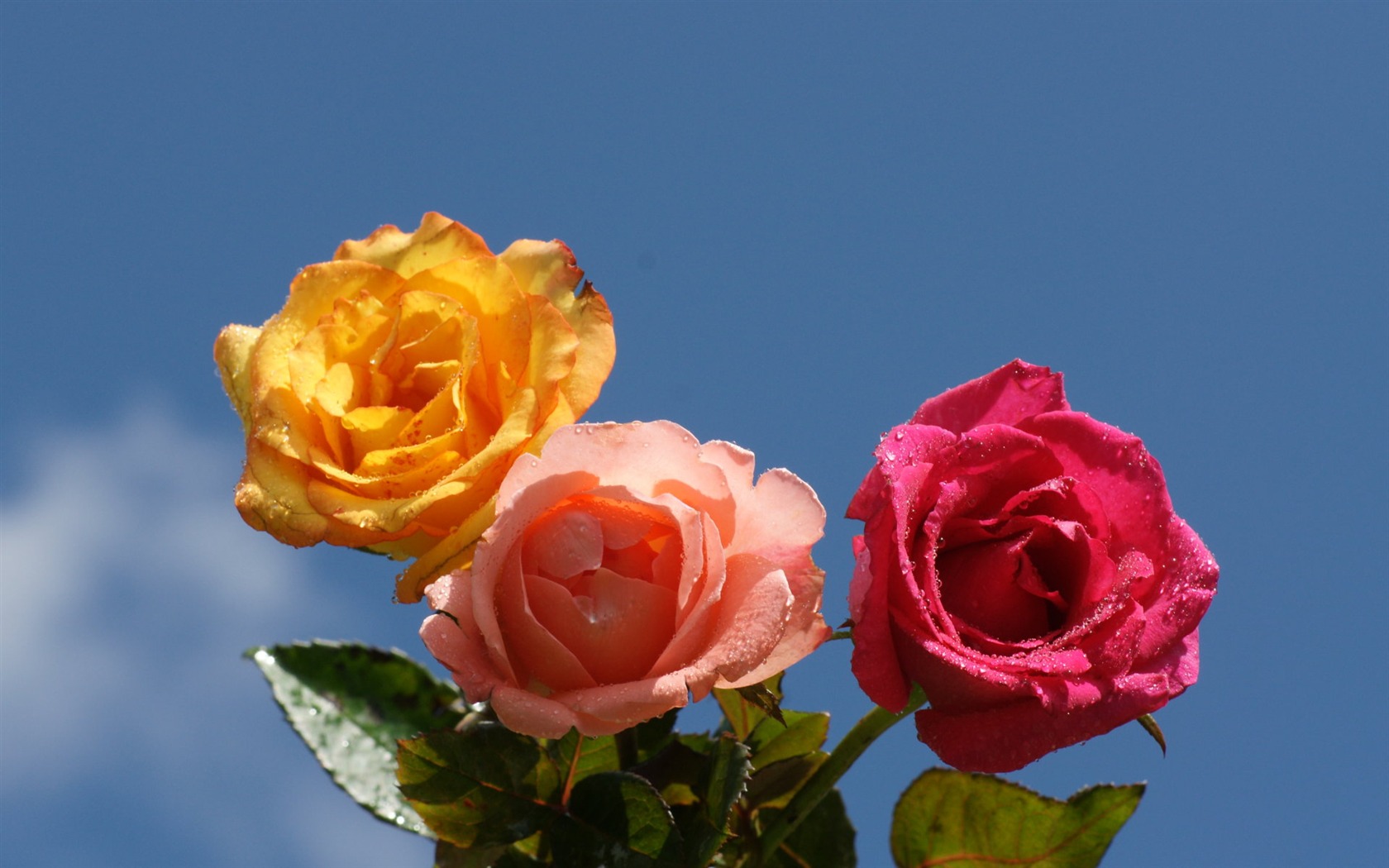 Rose Photo Wallpaper (6) #10 - 1680x1050