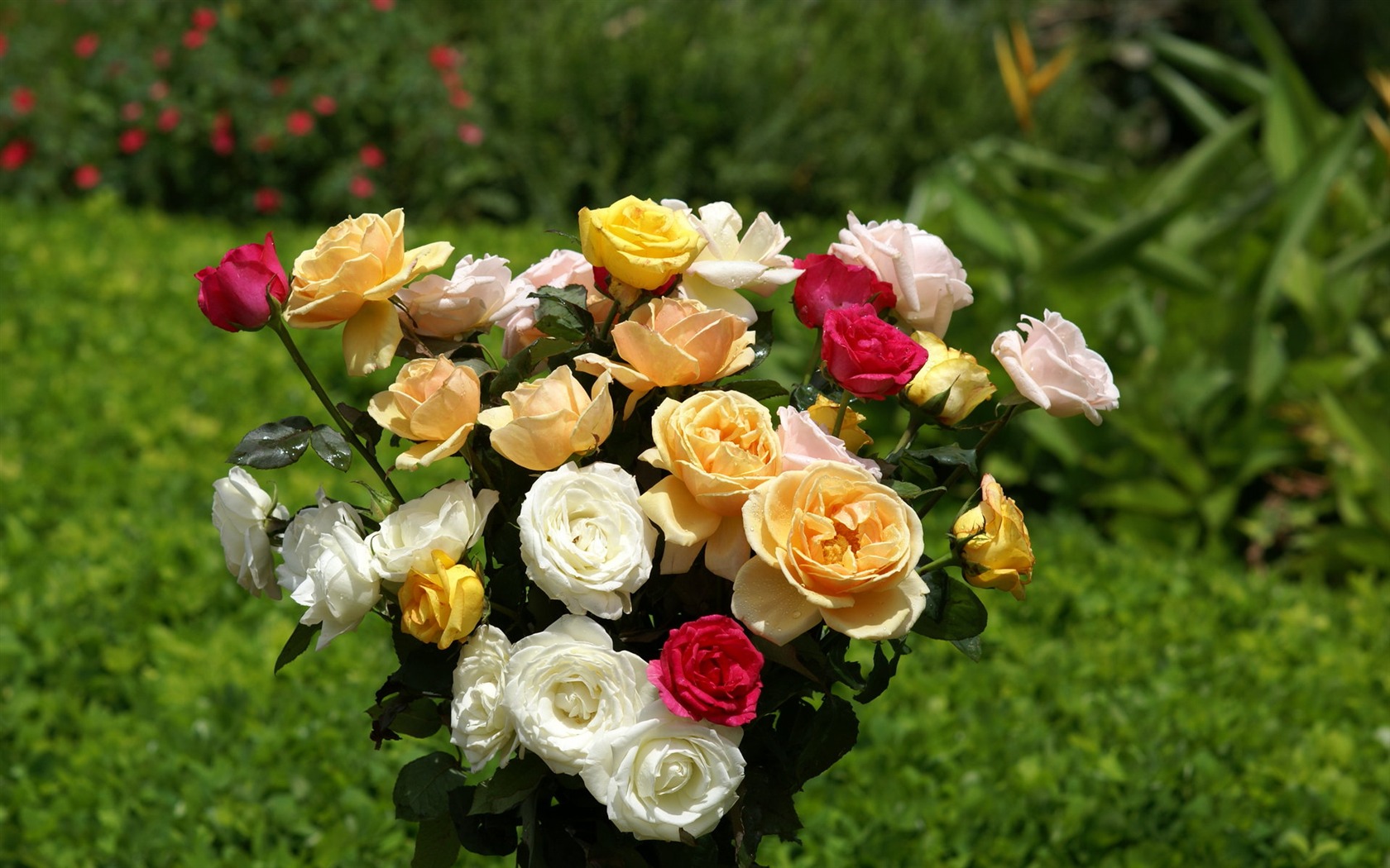 Rose Foto tapety (6) #12 - 1680x1050