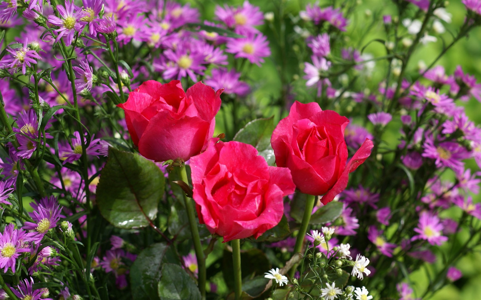 Rose Foto tapety (6) #19 - 1680x1050