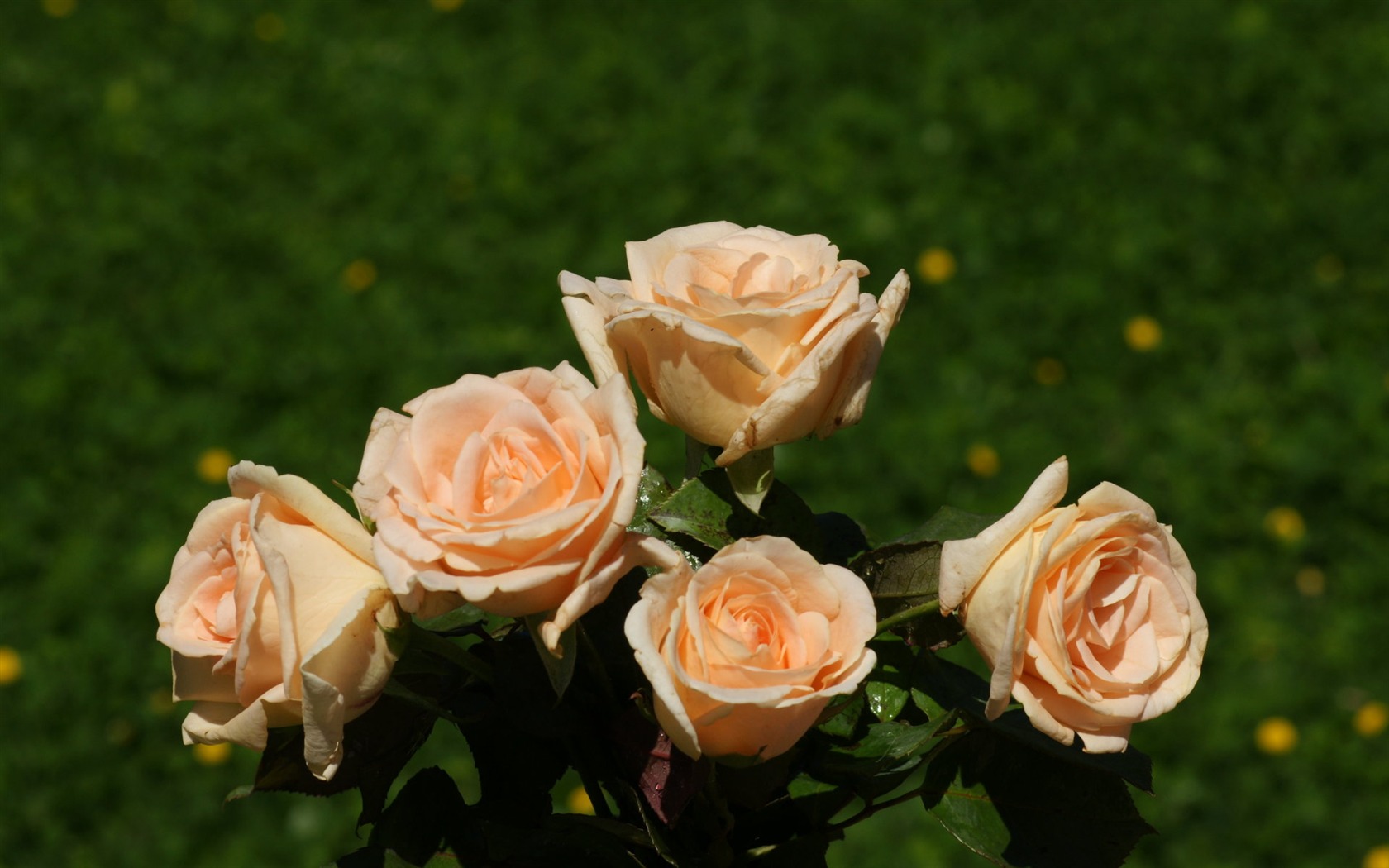 Rose Foto tapety (7) #4 - 1680x1050