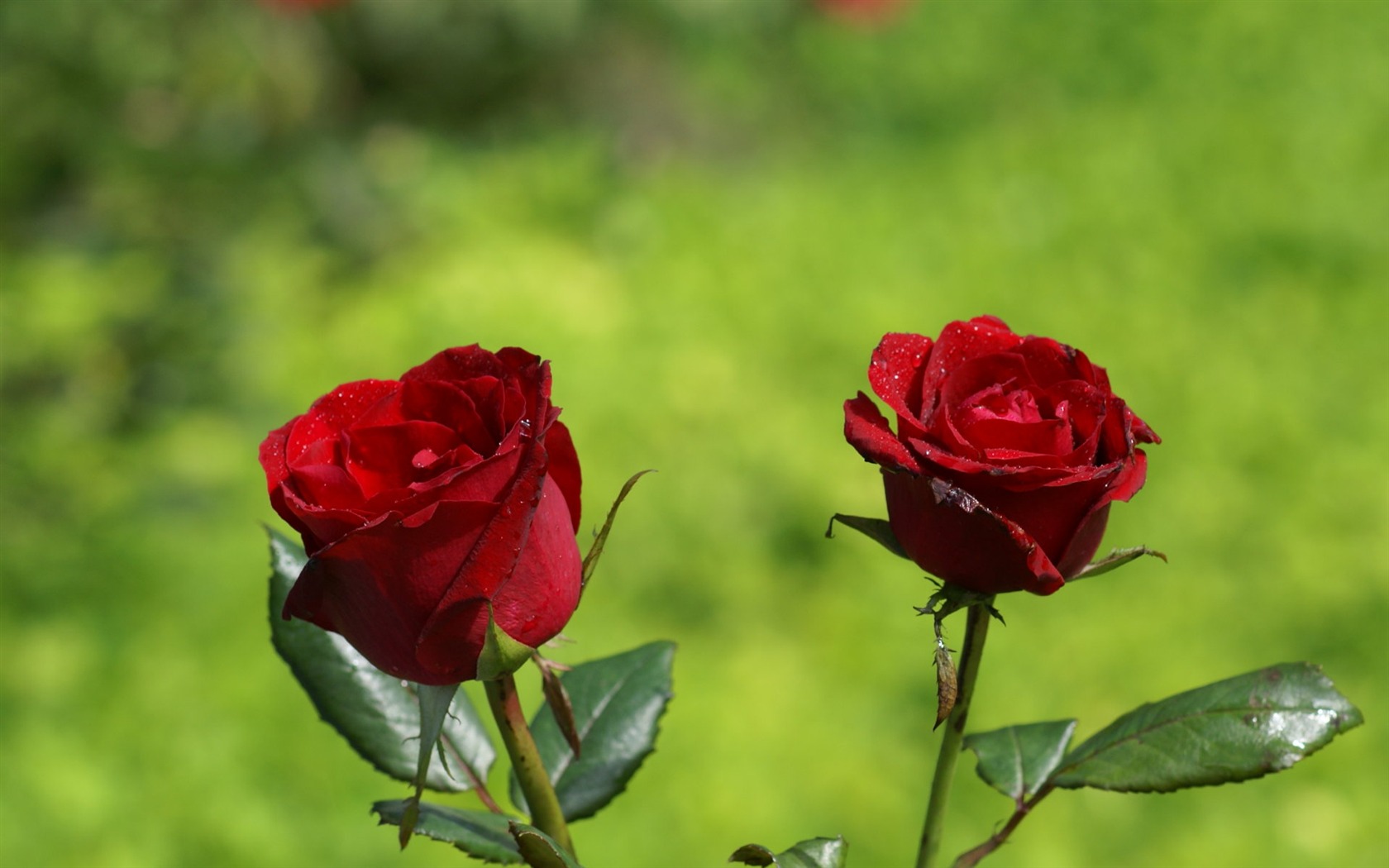 Rose Foto tapety (7) #5 - 1680x1050