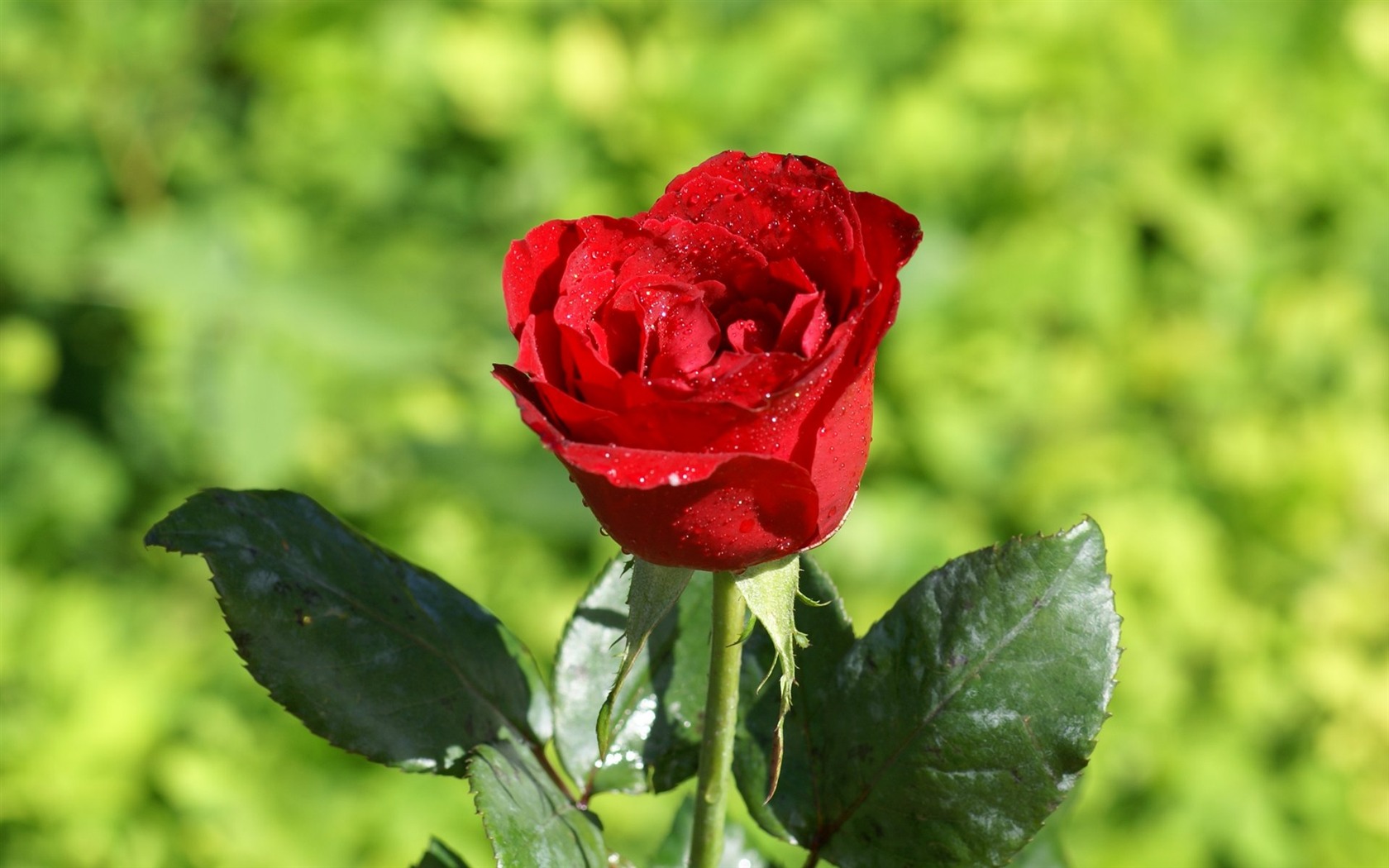 Rose Foto tapety (7) #6 - 1680x1050
