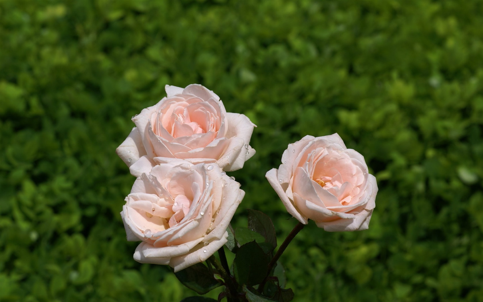 Rose Foto tapety (7) #20 - 1680x1050
