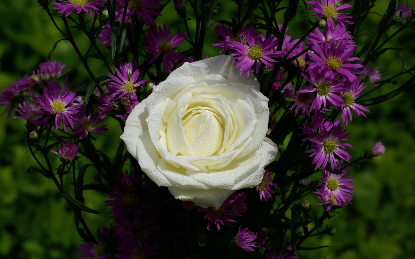 Rose Foto tapety (8) #2 - 1680x1050