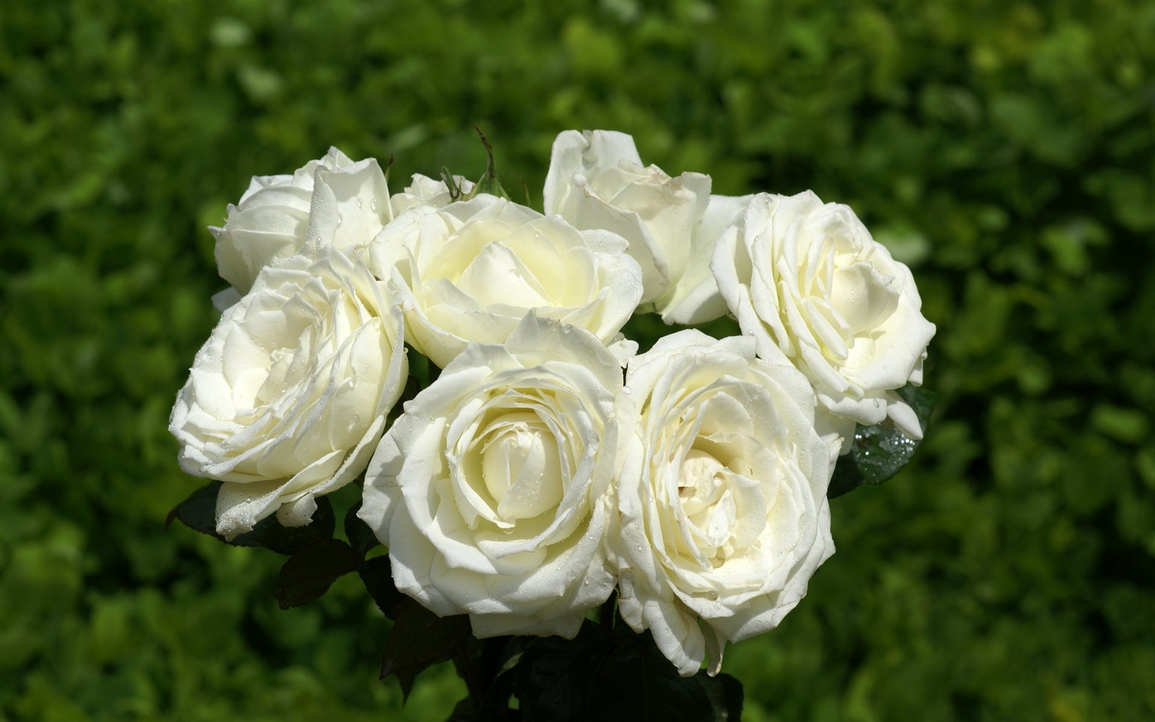 Rose Foto tapety (8) #4 - 1680x1050