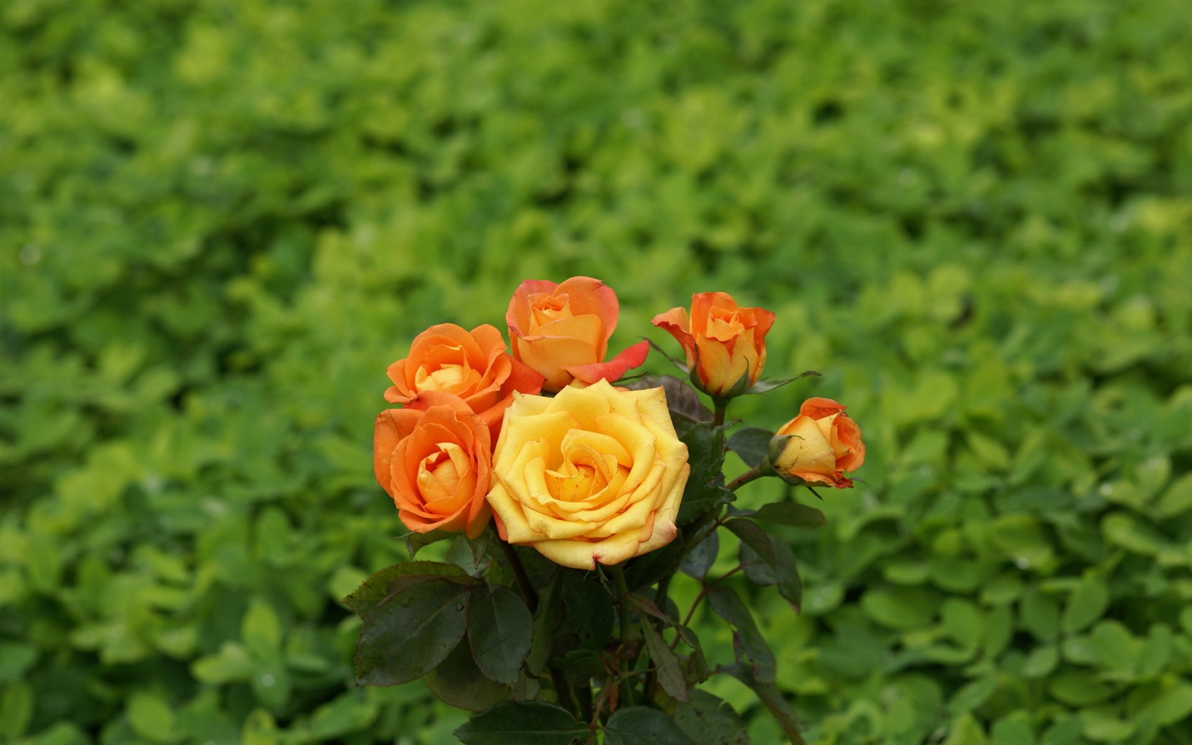 Rose Foto tapety (8) #10 - 1680x1050