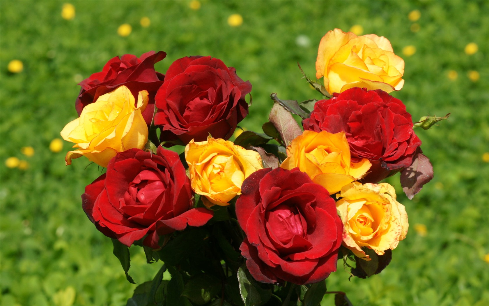 Rose Foto tapety (9) #3 - 1680x1050