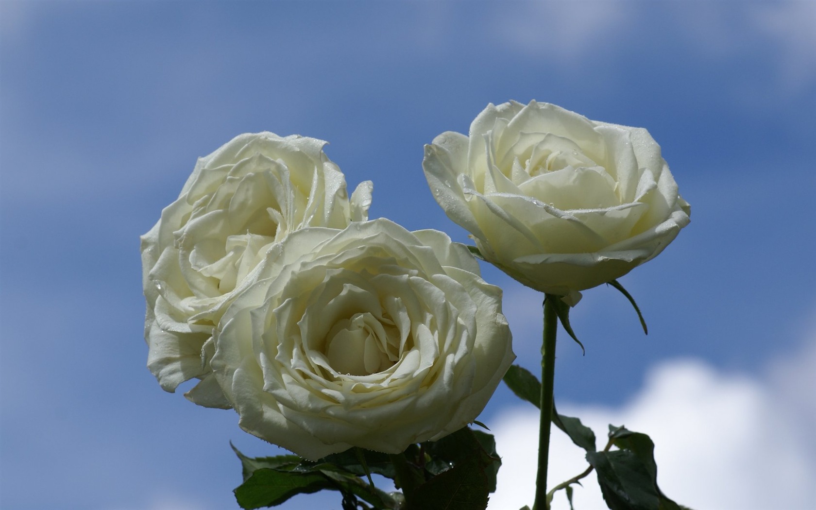 Rose Foto tapety (9) #8 - 1680x1050