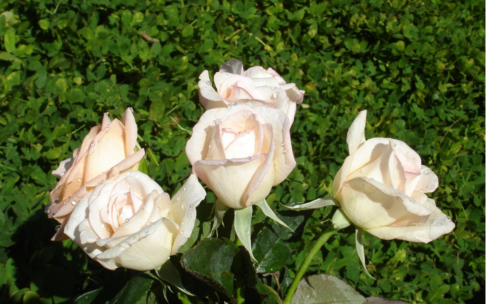 Rose Foto tapety (9) #9 - 1680x1050