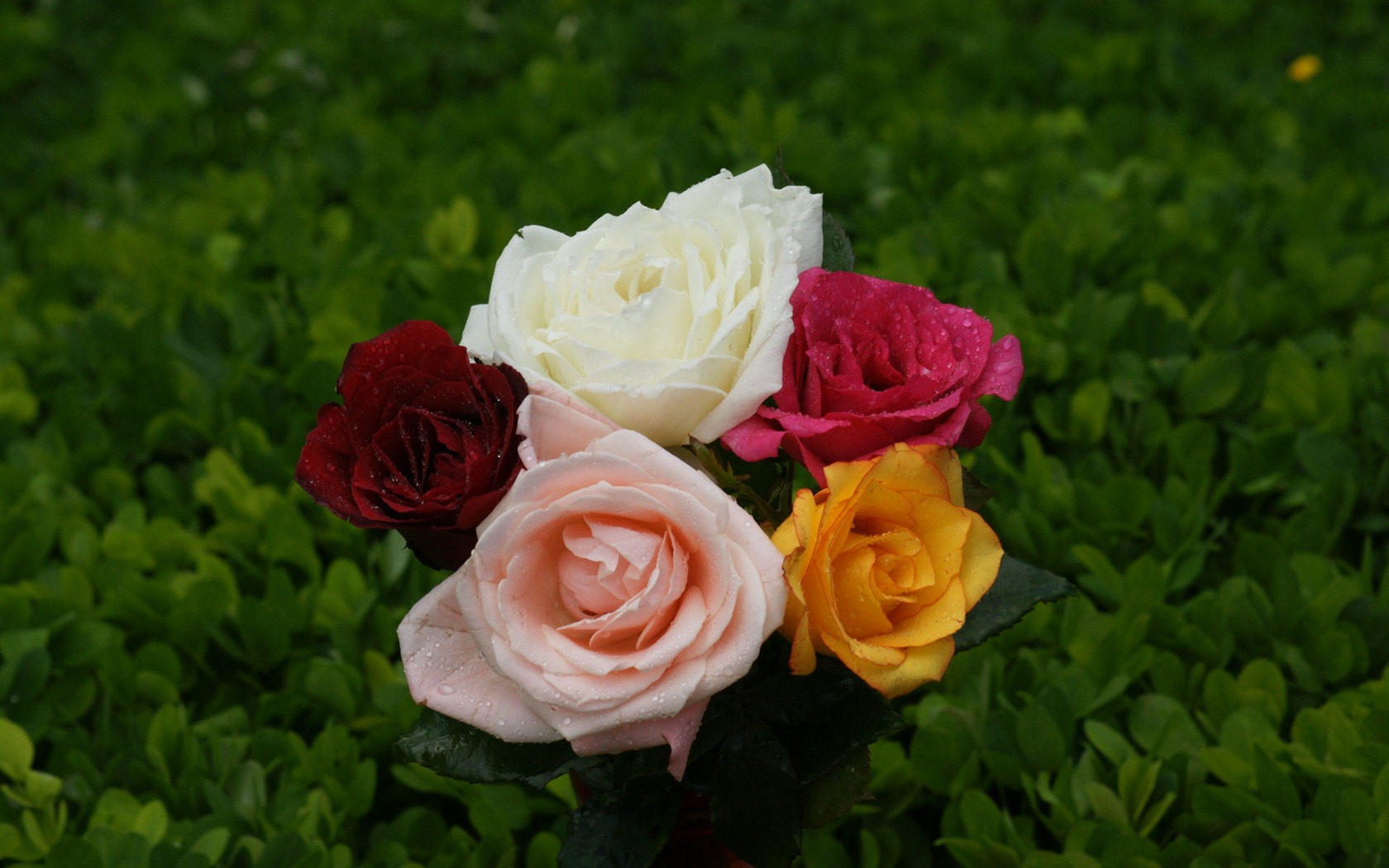 Rose Foto tapety (9) #10 - 1680x1050