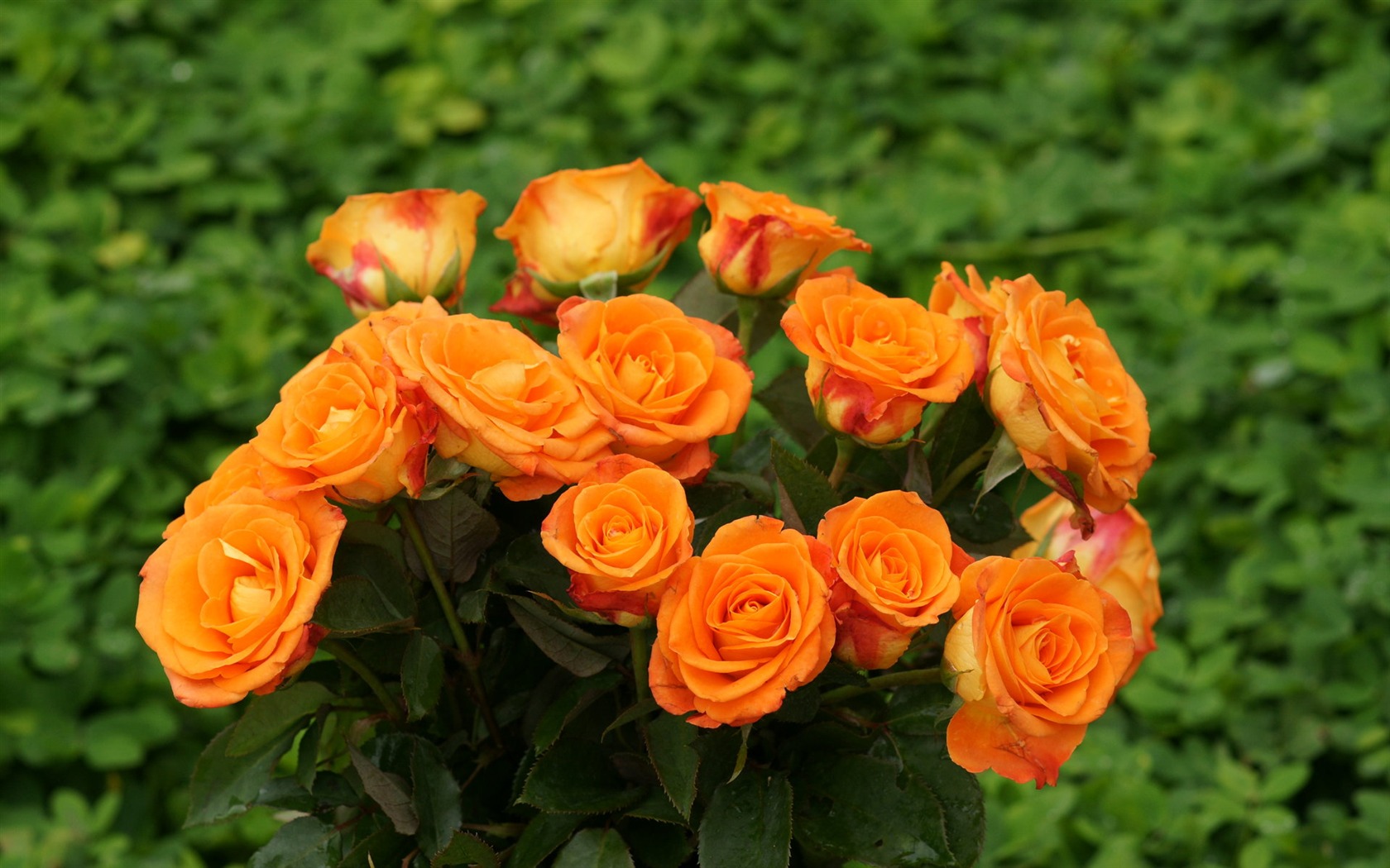 Rose Foto tapety (9) #13 - 1680x1050