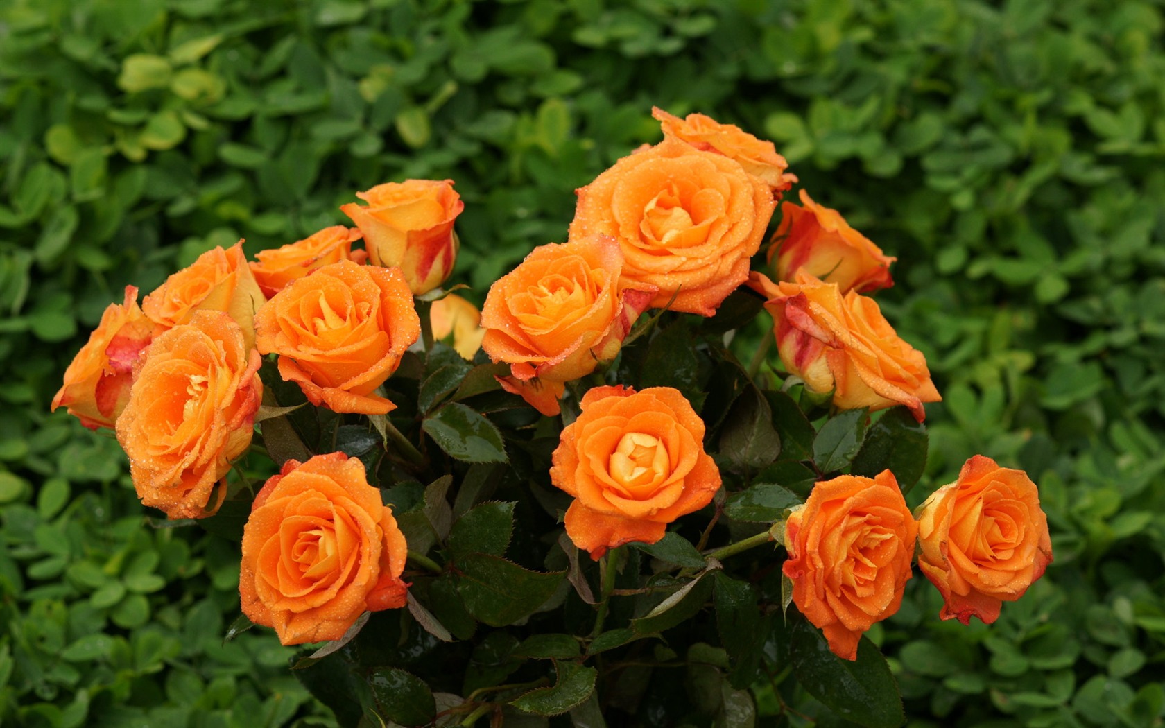 Rose Foto tapety (9) #15 - 1680x1050