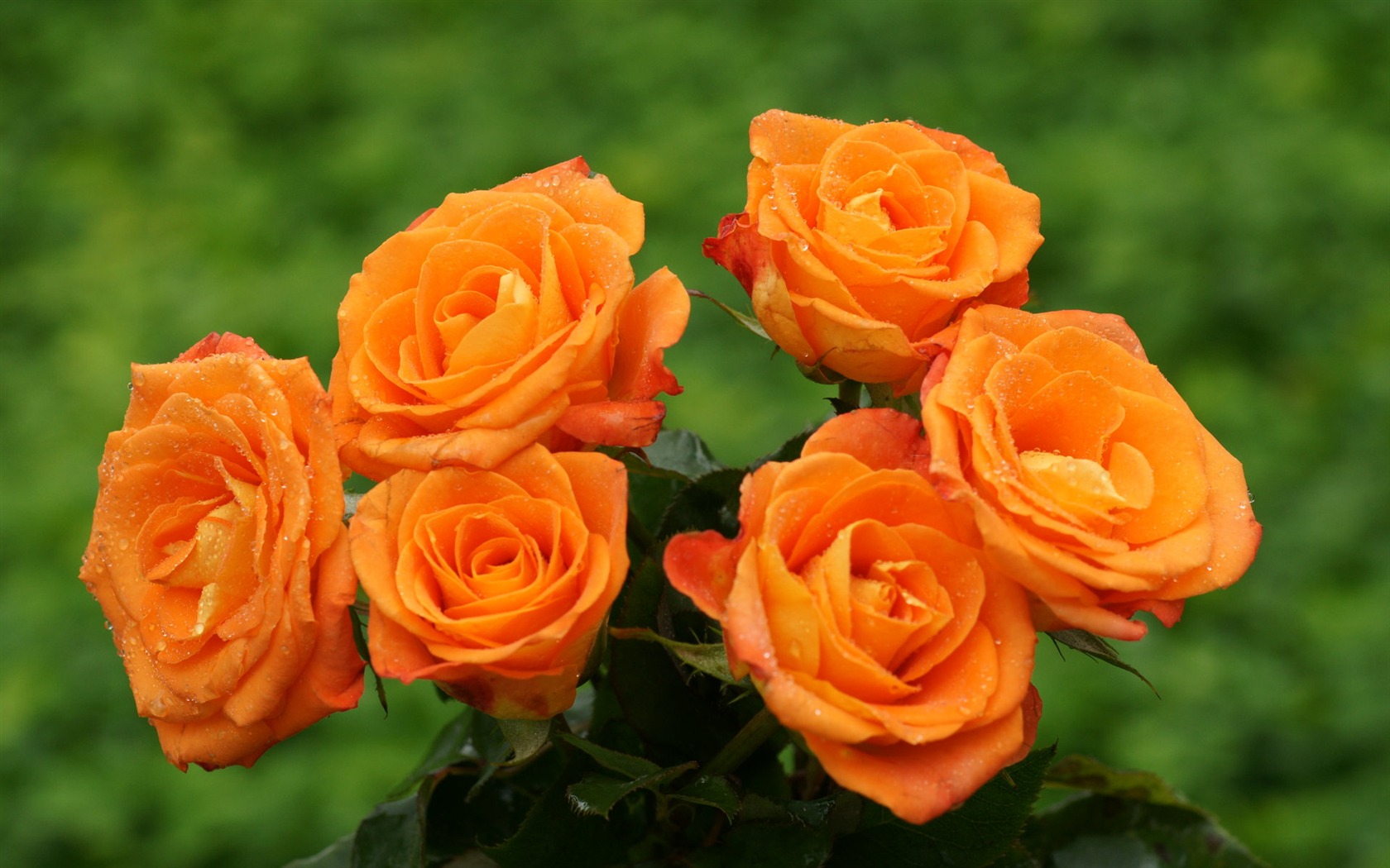 Rose Foto tapety (9) #16 - 1680x1050