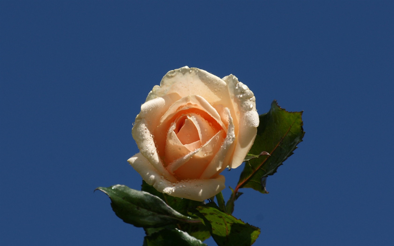 Rose Foto tapety (9) #18 - 1680x1050