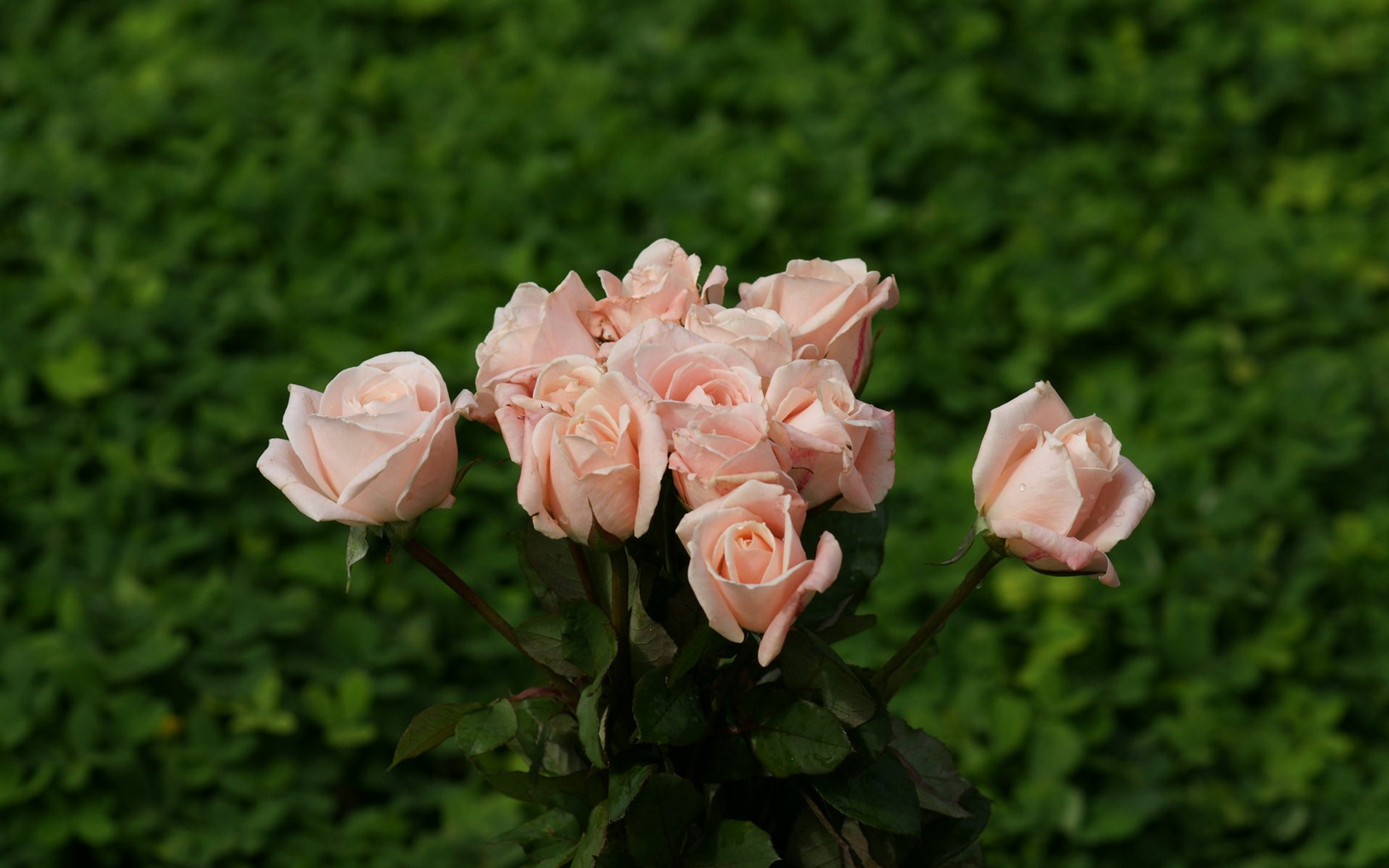 Rose Foto tapety (9) #20 - 1680x1050