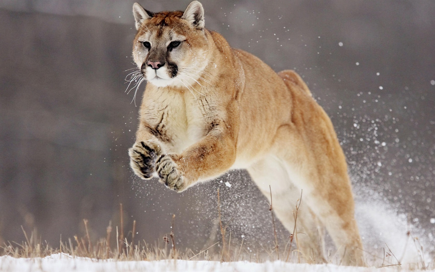 Animal Widescreen Wallpapers Collection (25) #14 - 1680x1050