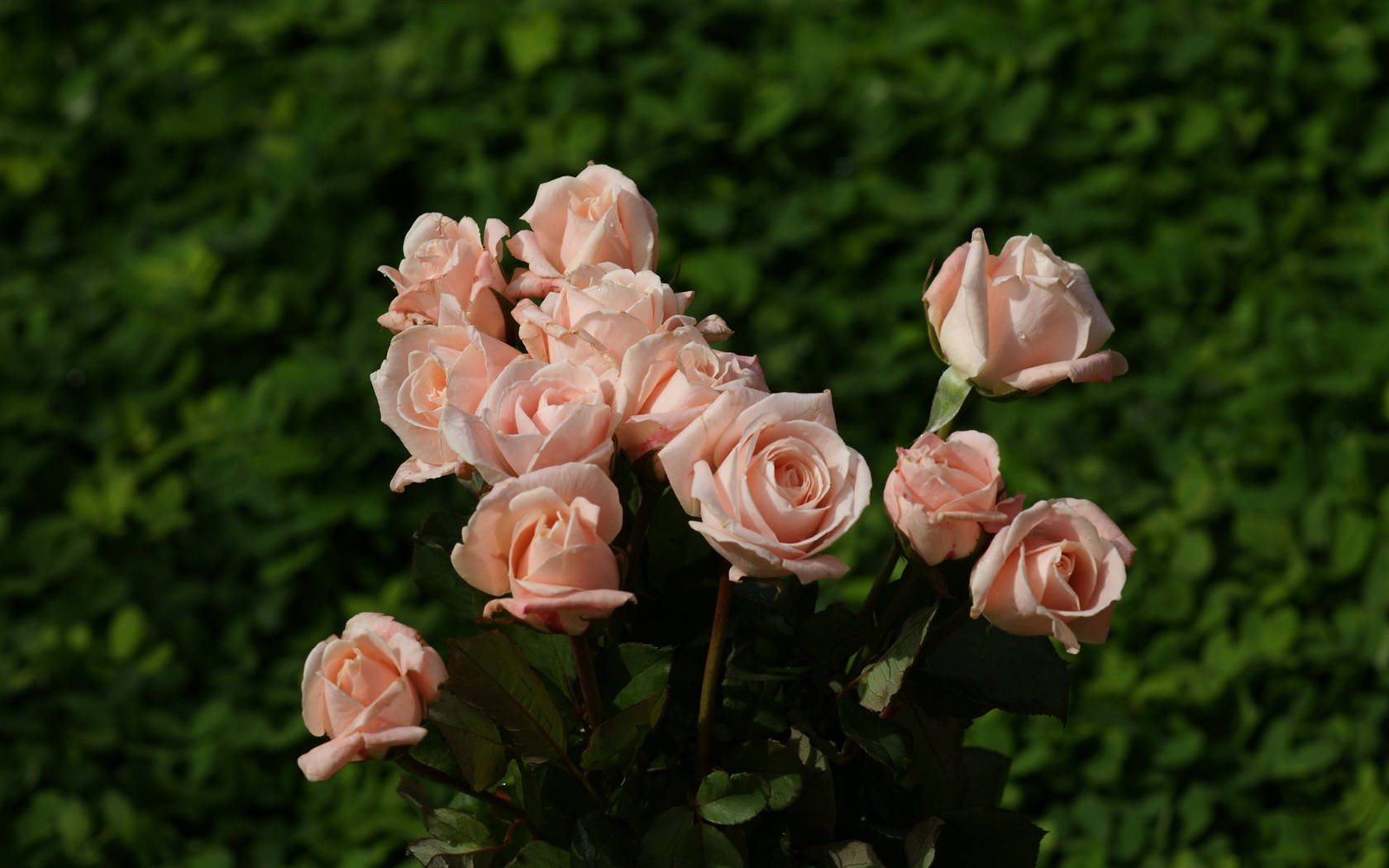 Rose Foto tapety (10) #3 - 1680x1050