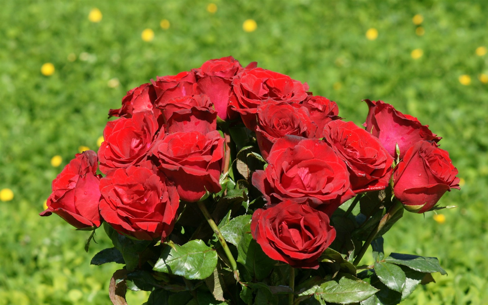 Rose Foto tapety (10) #4 - 1680x1050