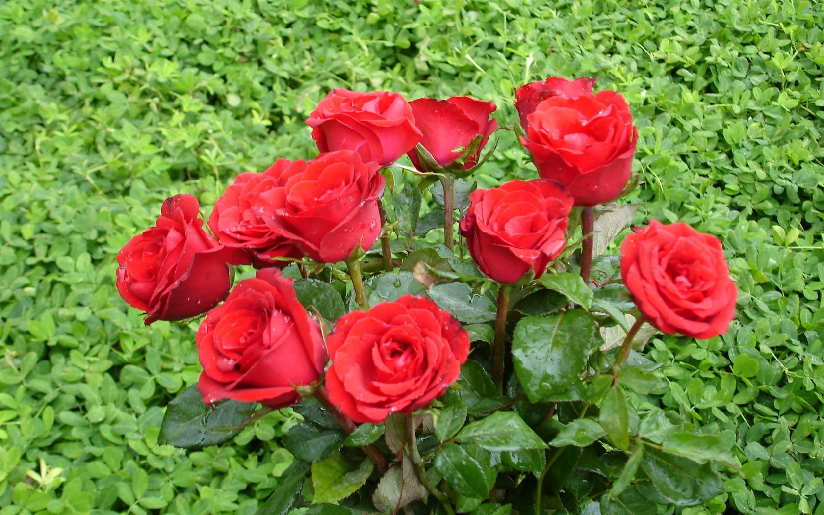 Rose Foto tapety (10) #7 - 1680x1050
