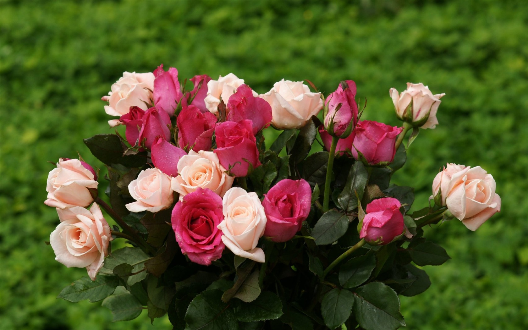 Rose Foto tapety (10) #11 - 1680x1050