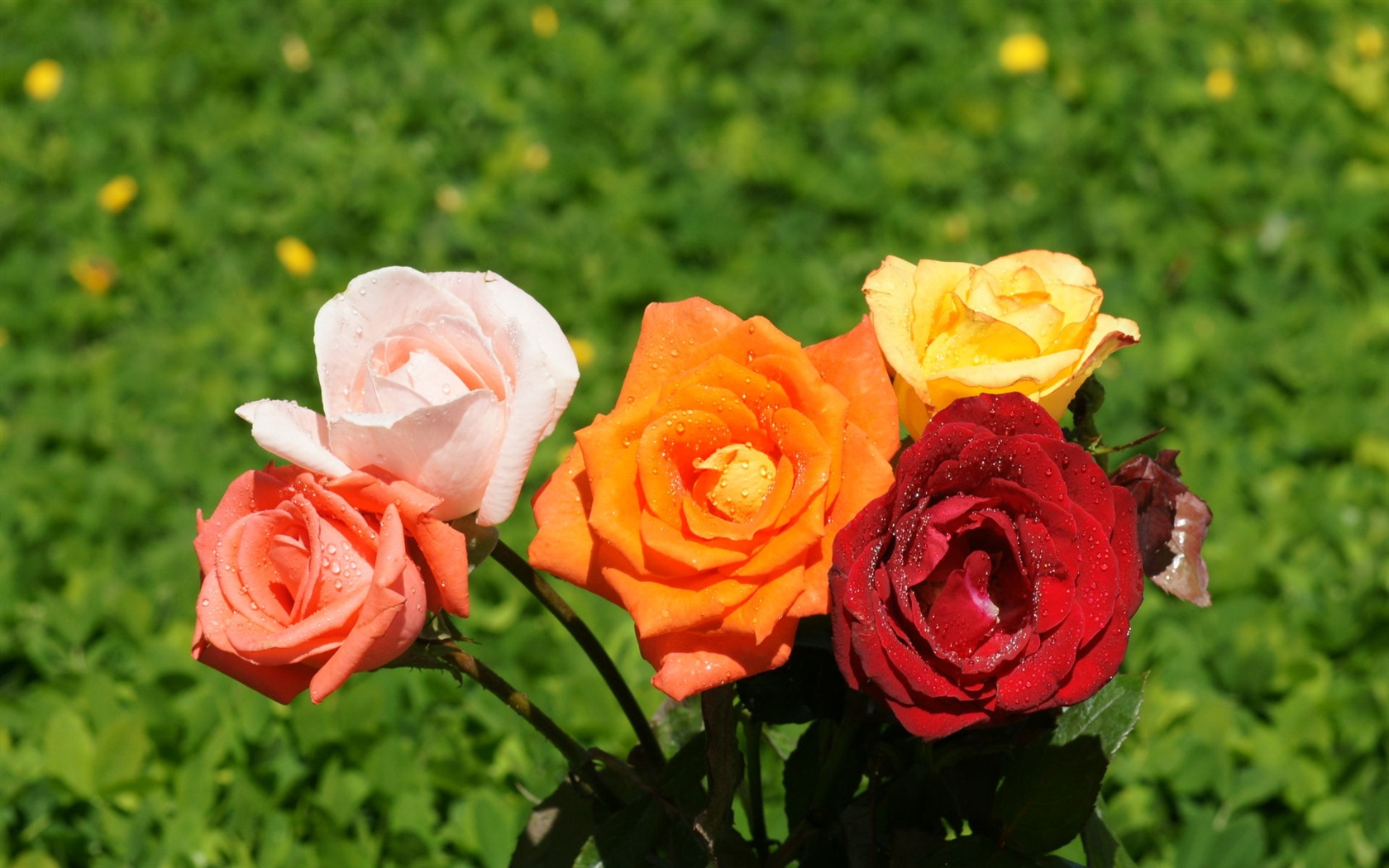 Rose Foto tapety (10) #12 - 1680x1050