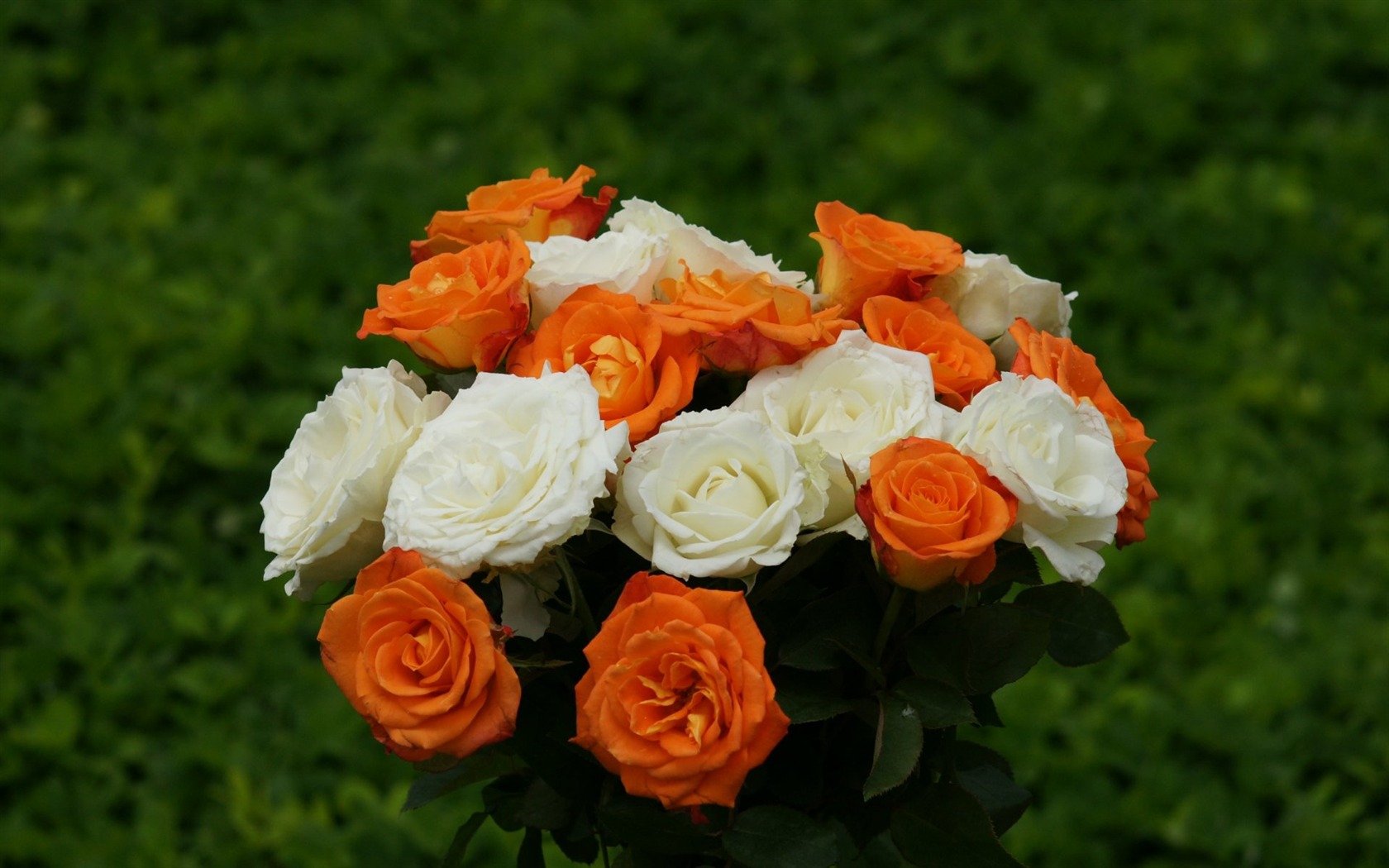 Rose Foto tapety (10) #14 - 1680x1050