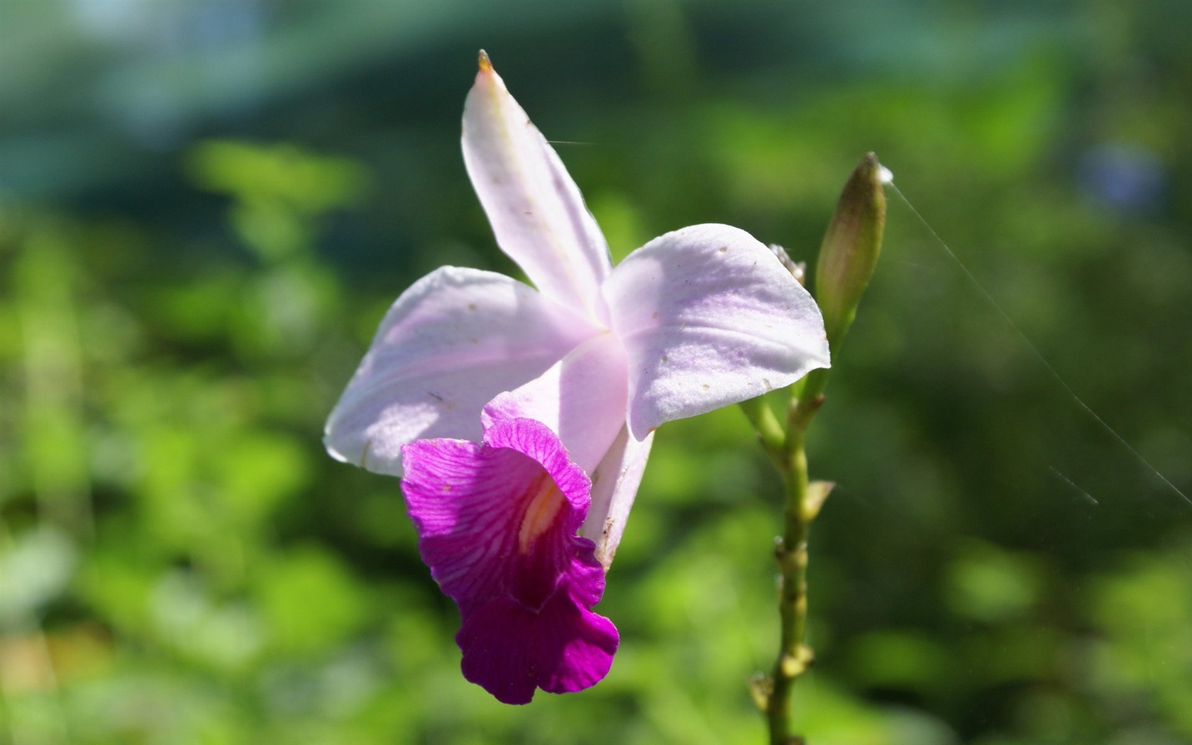 Orchidej tapety foto (1) #7 - 1680x1050