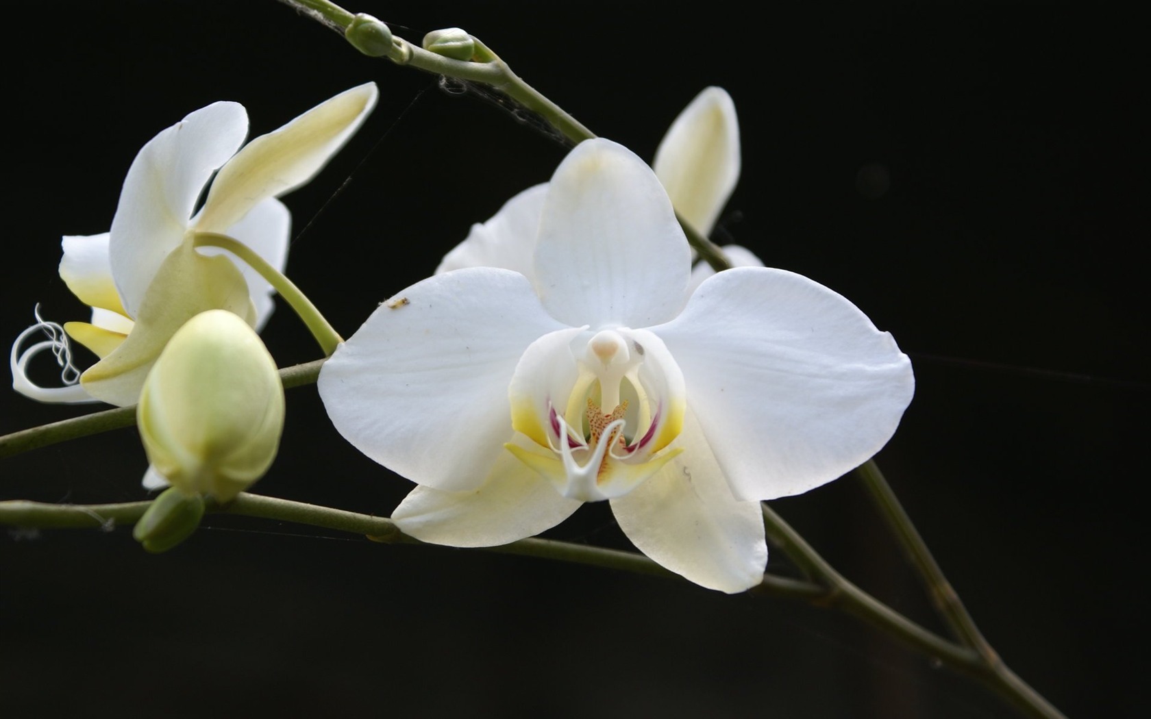 Orchidej tapety foto (1) #9 - 1680x1050