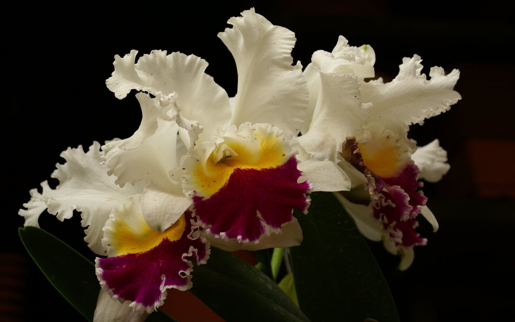 Orquídea foto de fondo de pantalla (1) #10 - 1680x1050