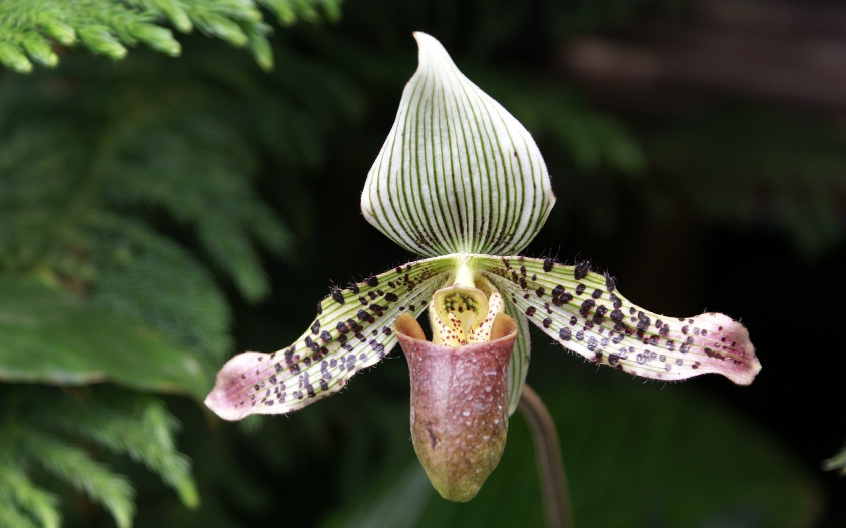Orchidej tapety foto (1) #16 - 1680x1050