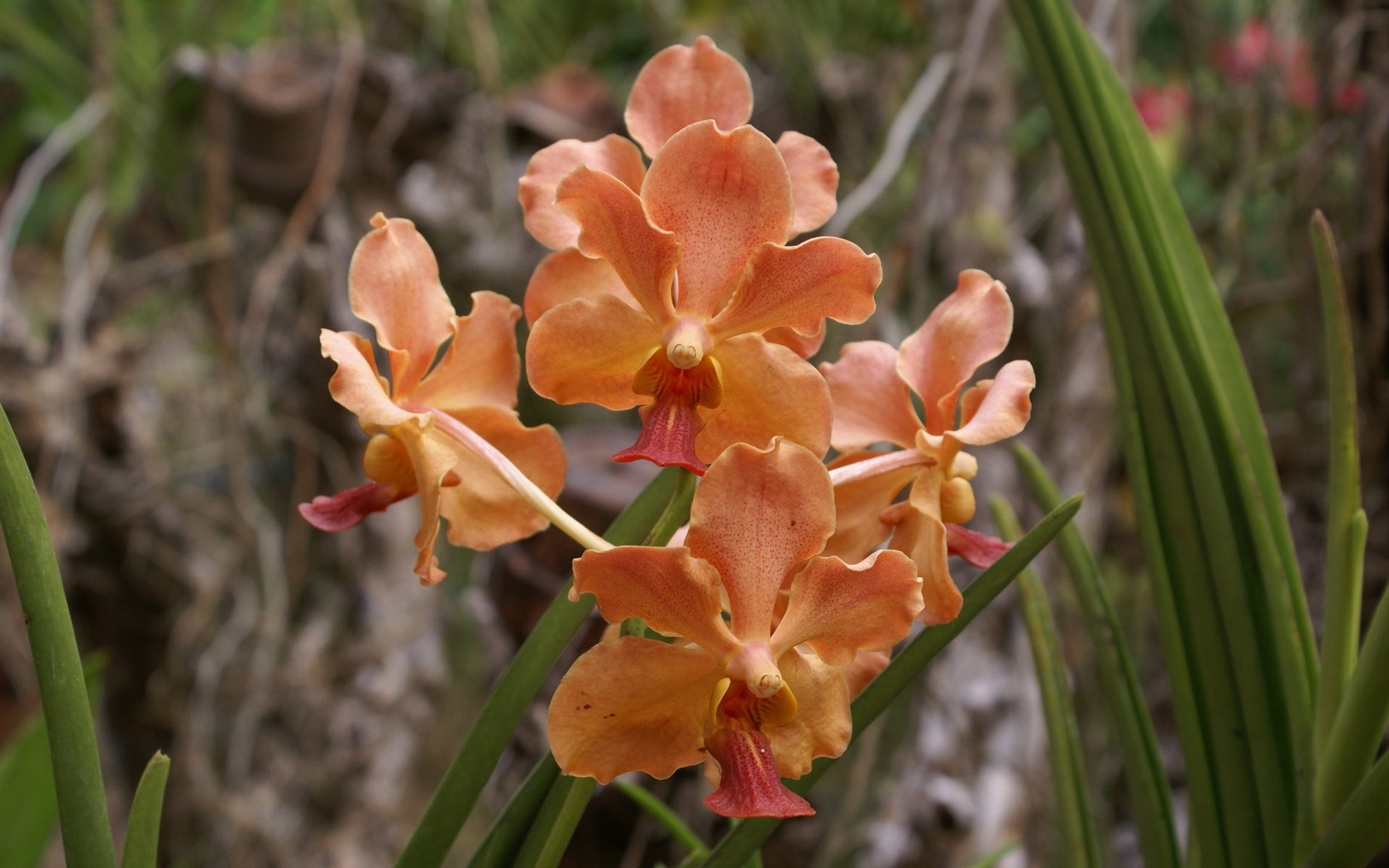 Orchidej tapety foto (1) #18 - 1680x1050